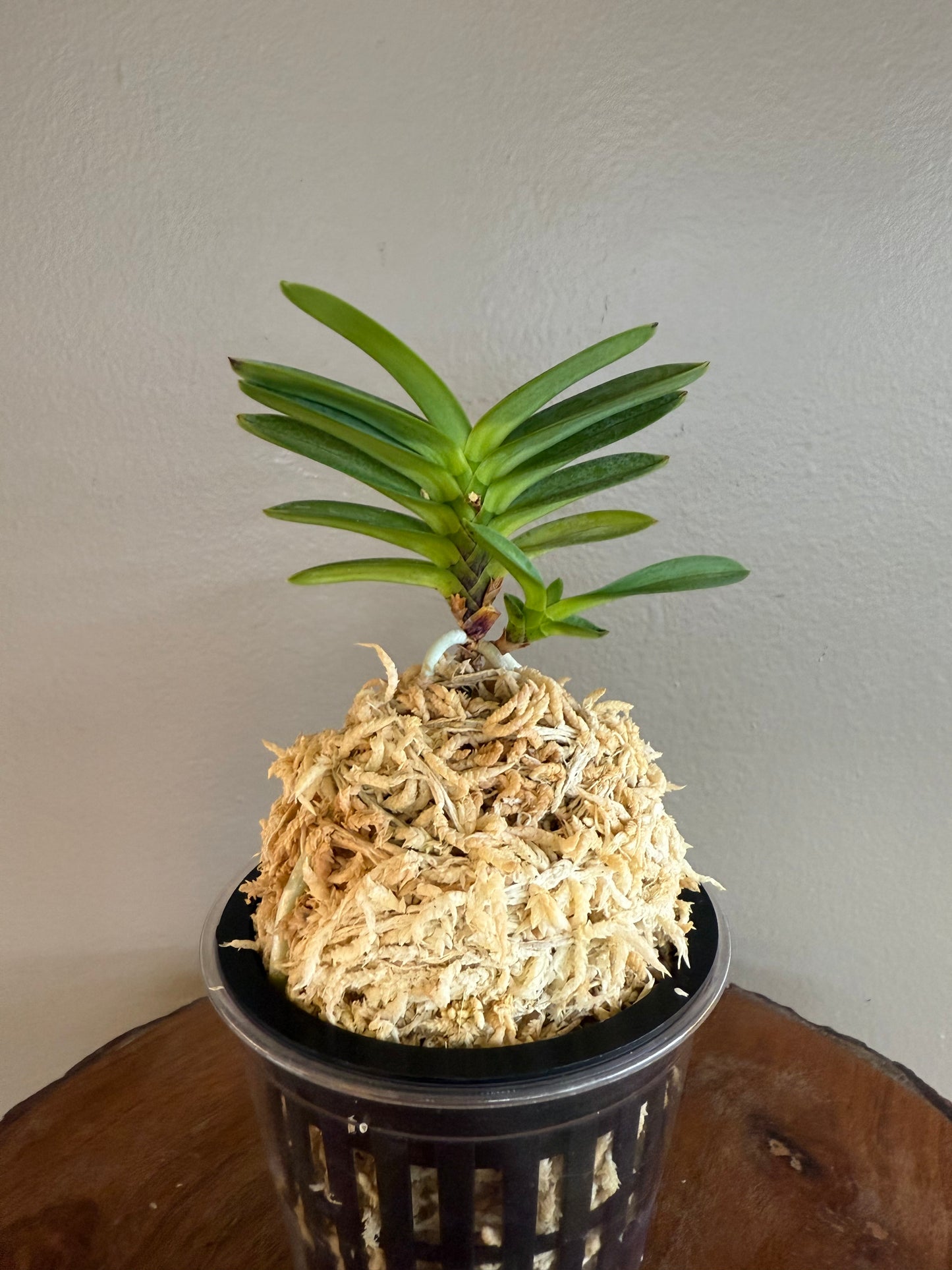 Neofinetia falcata Hwangok 黃玉