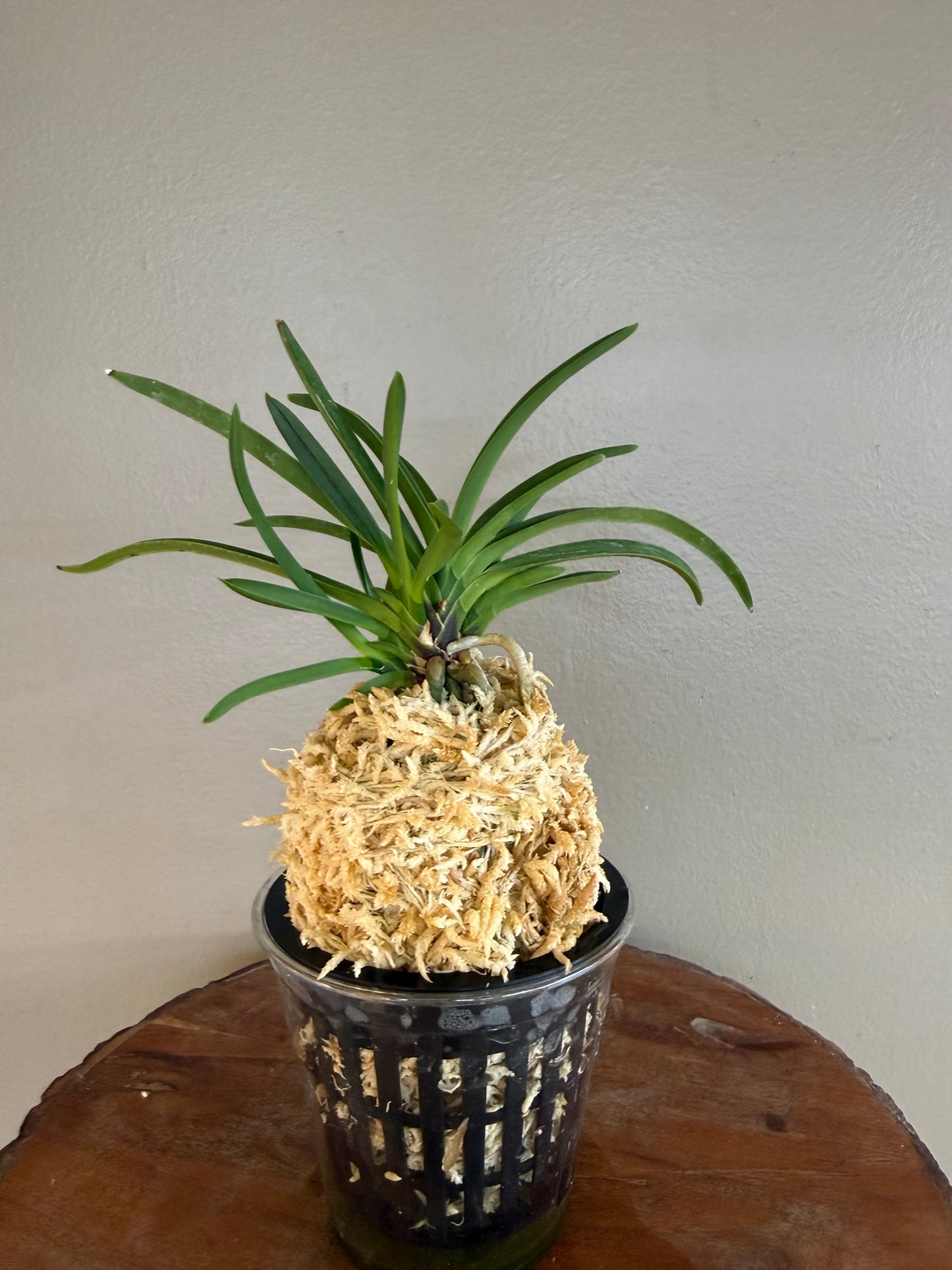 Neofinetia falcata Benigkaede 紅楓