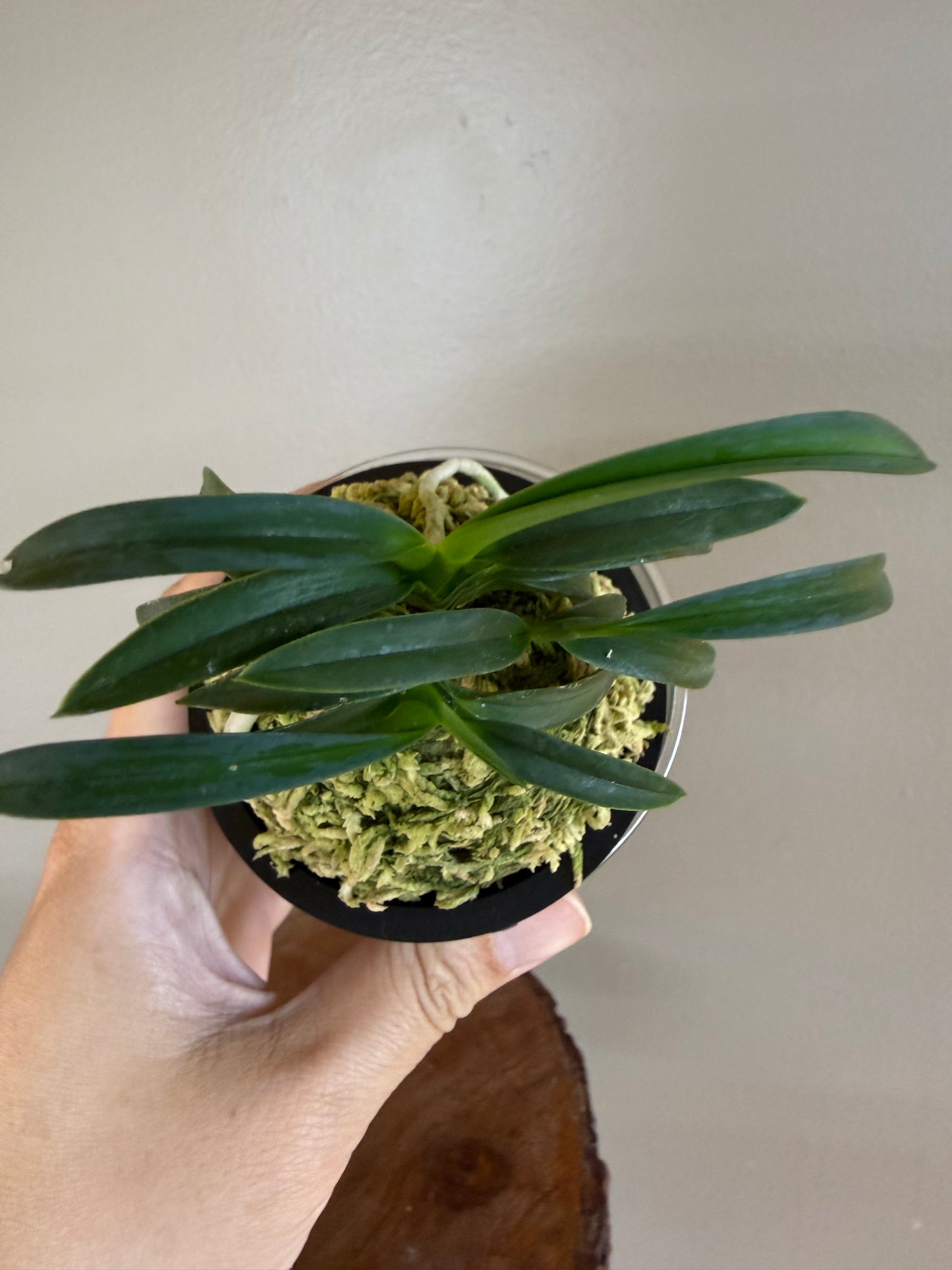 Neofinetia falcata Suikaden 翠華殿