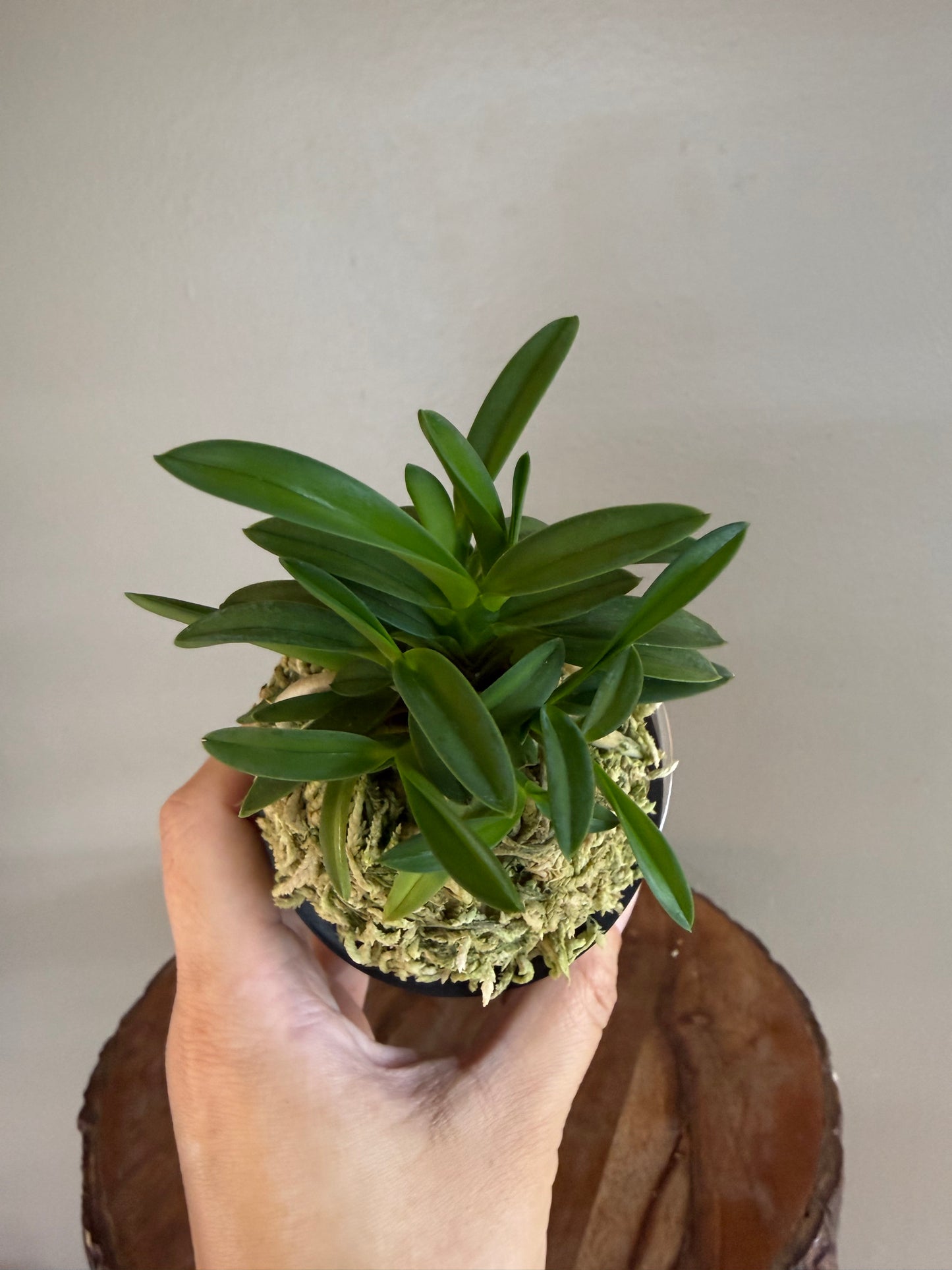 Neofinetia falcata Seidai 聖代