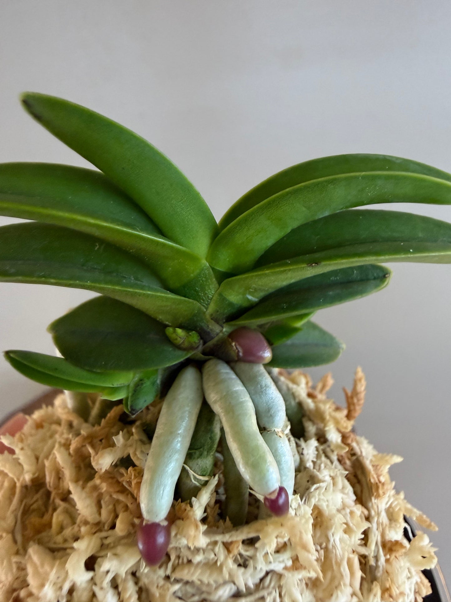 Neofinetia falcata Janggun 將軍