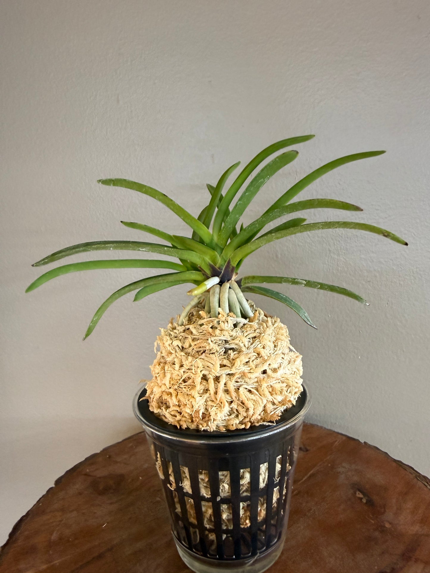 Neofinetia falcata Honghyeon 紅玄