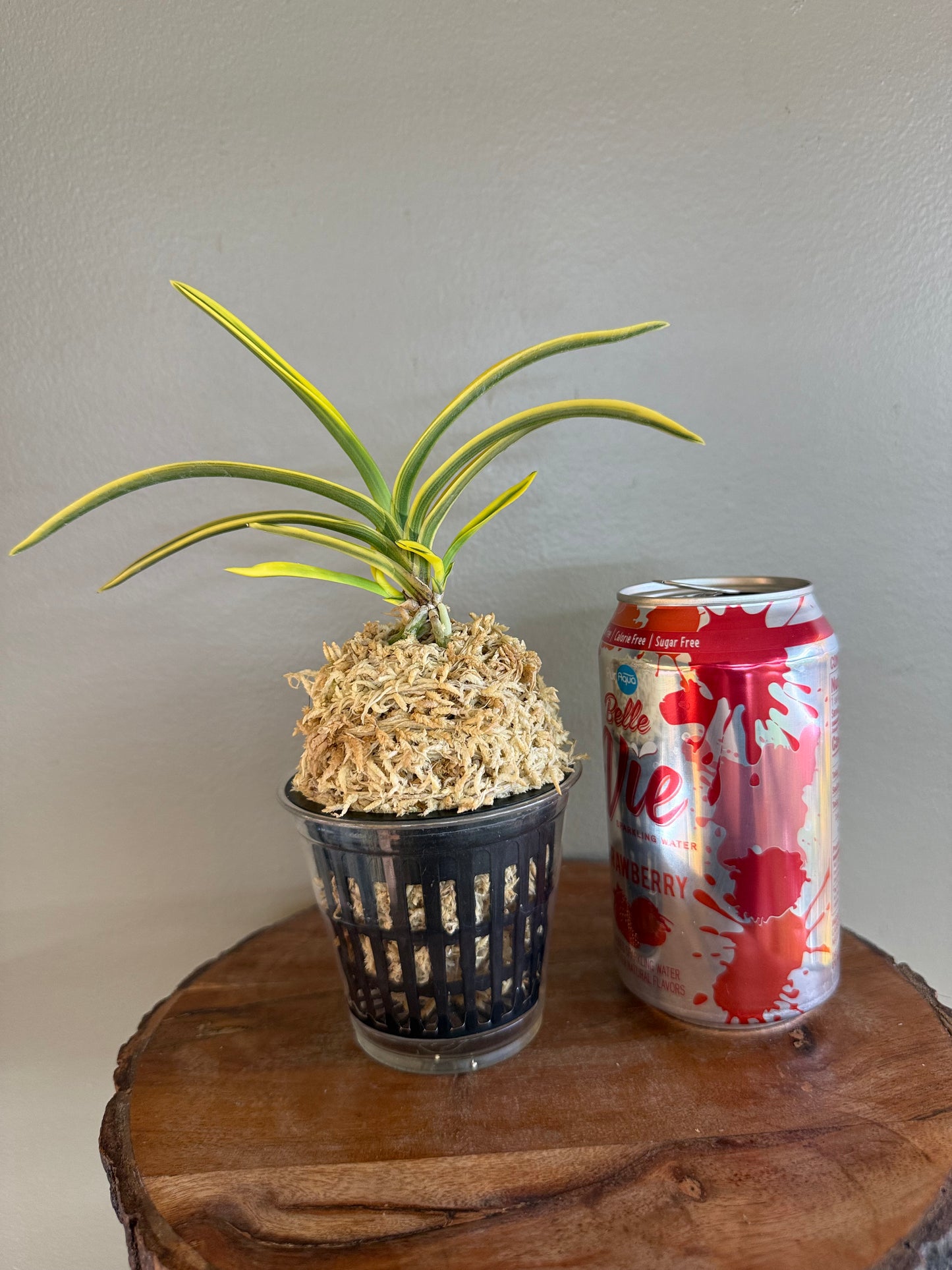 Neofinetia falcata Suihou 翠宝