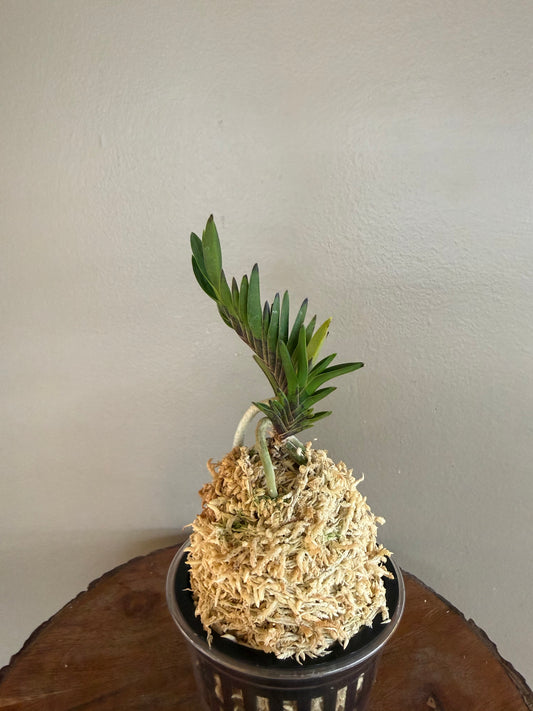 Neofinetia falcata Yongrin 龍鱗