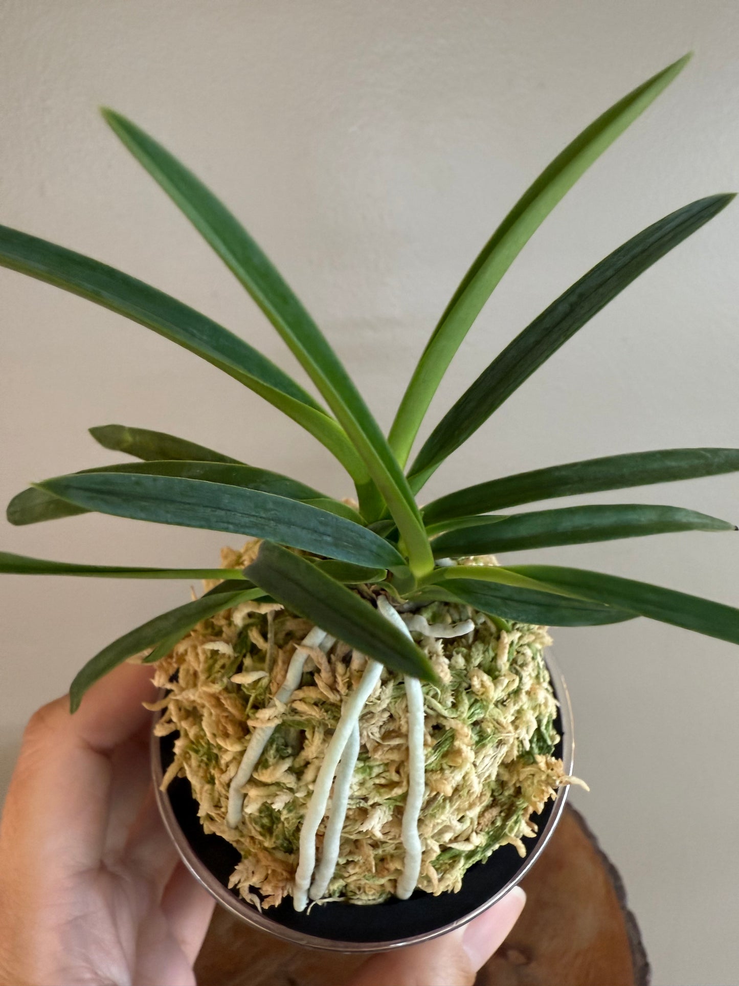 Neofinetia falcata Benibotaru 紅蛍