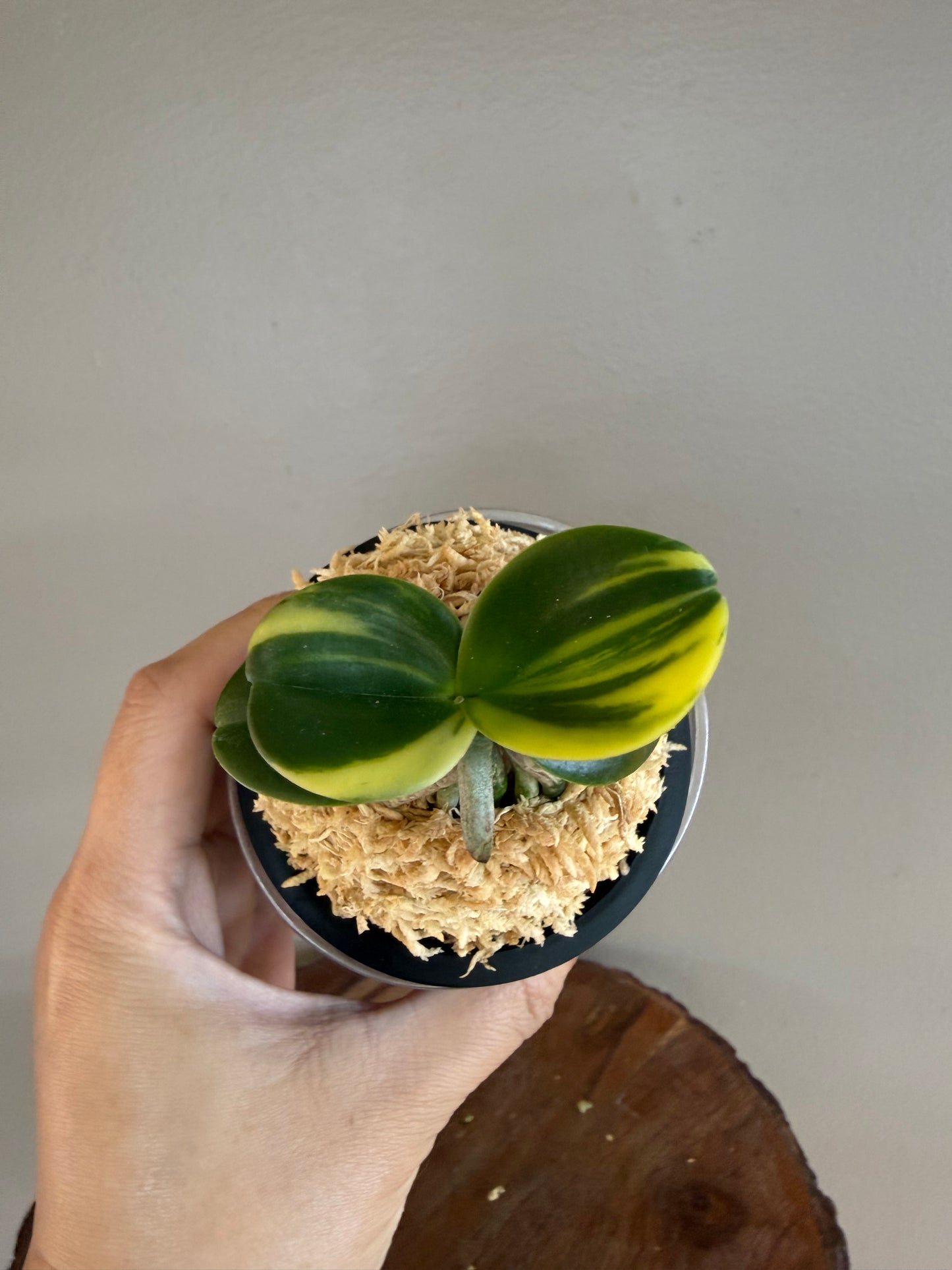 Sedirea japonica Minmaru Shima 名丸縞