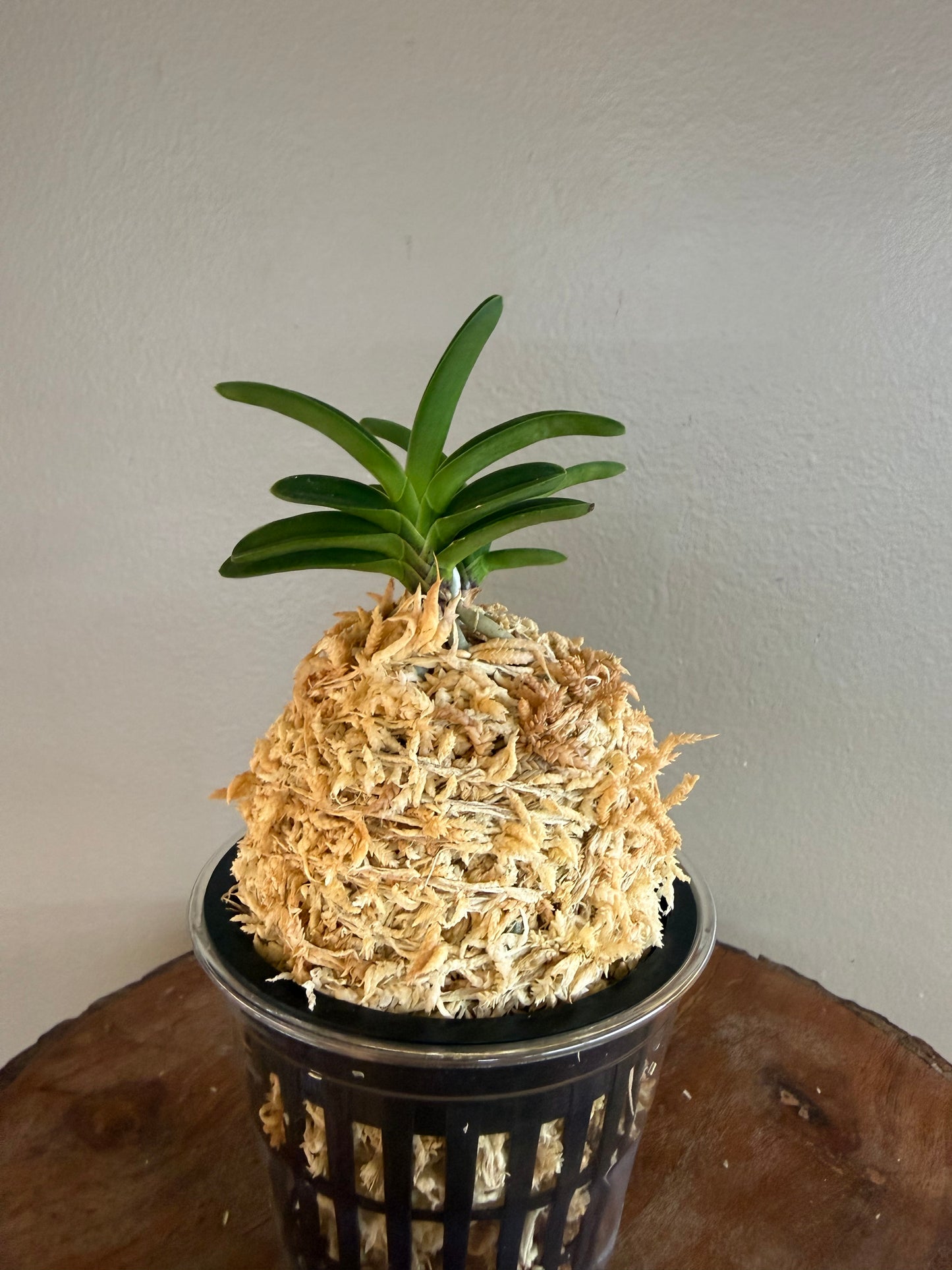 Neofinetia falcata Odong 烏童(Eboshimaru Short Leaves ）