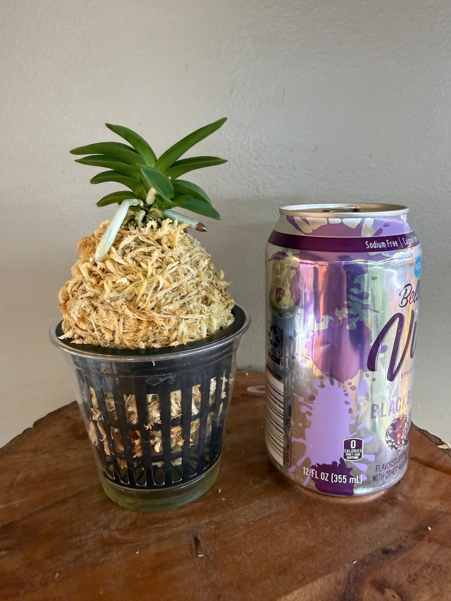 Neofinetia falcata Dojangwon (Jangwon+Honghyeon) 桃壯元