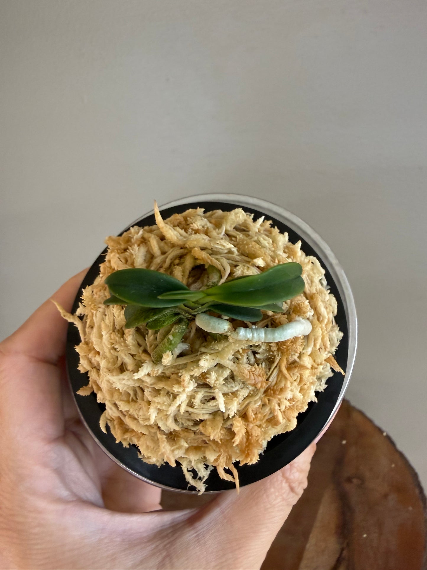 Neofinetia falcata Seikai 青海