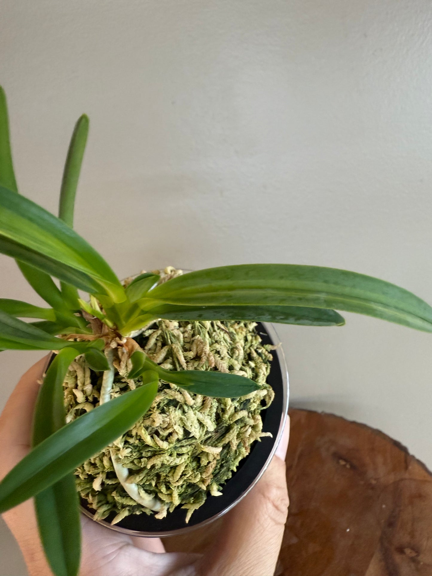 Neofinetia falcata Yokihime 楊貴姫