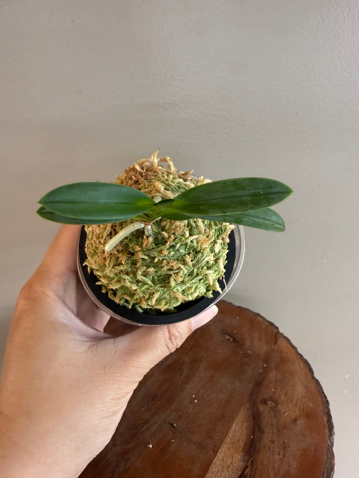 Neofinetia falcata Hwangok 黃玉