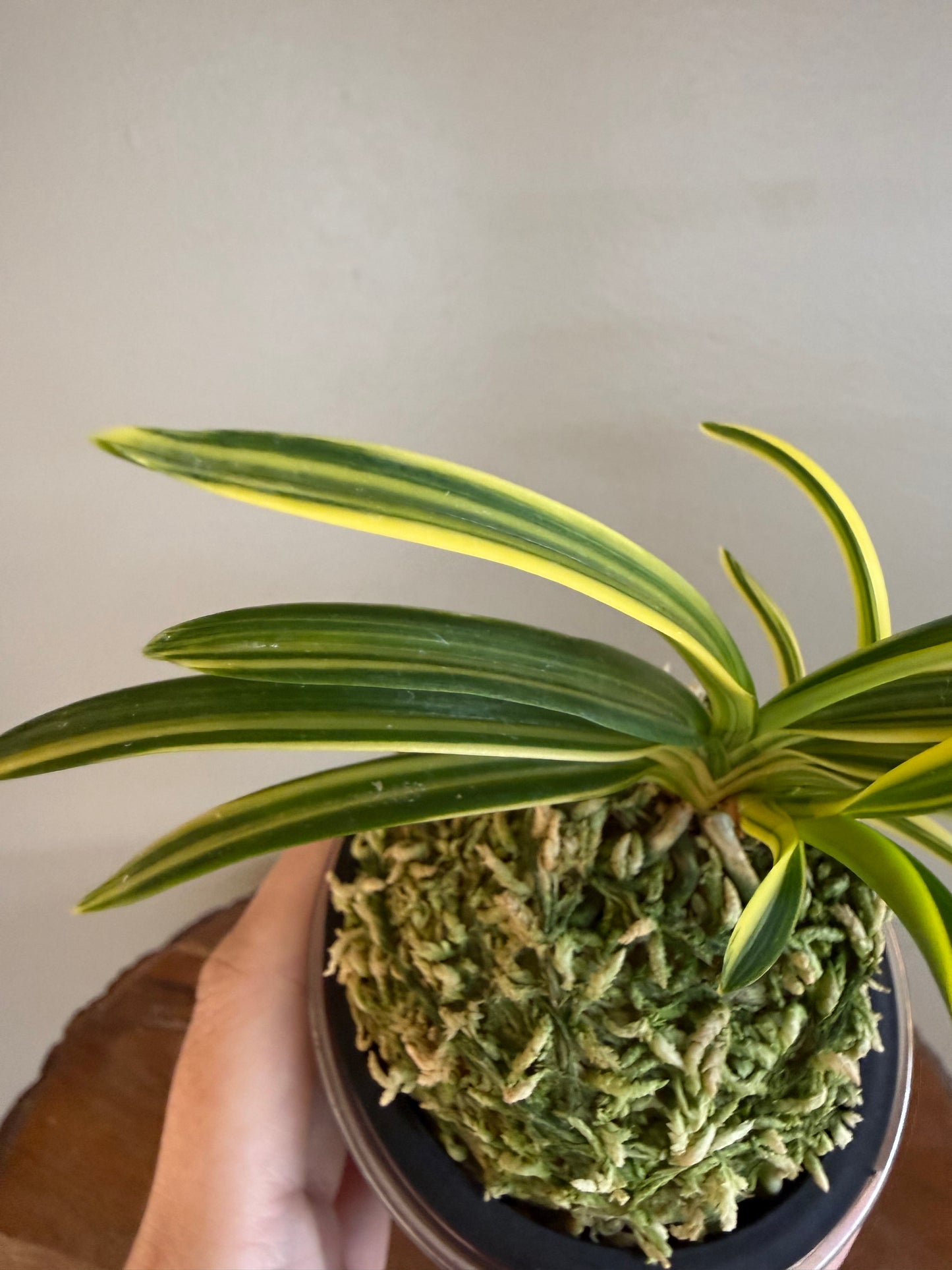 Neofinetia falcata Seio Nishiki 青王錦