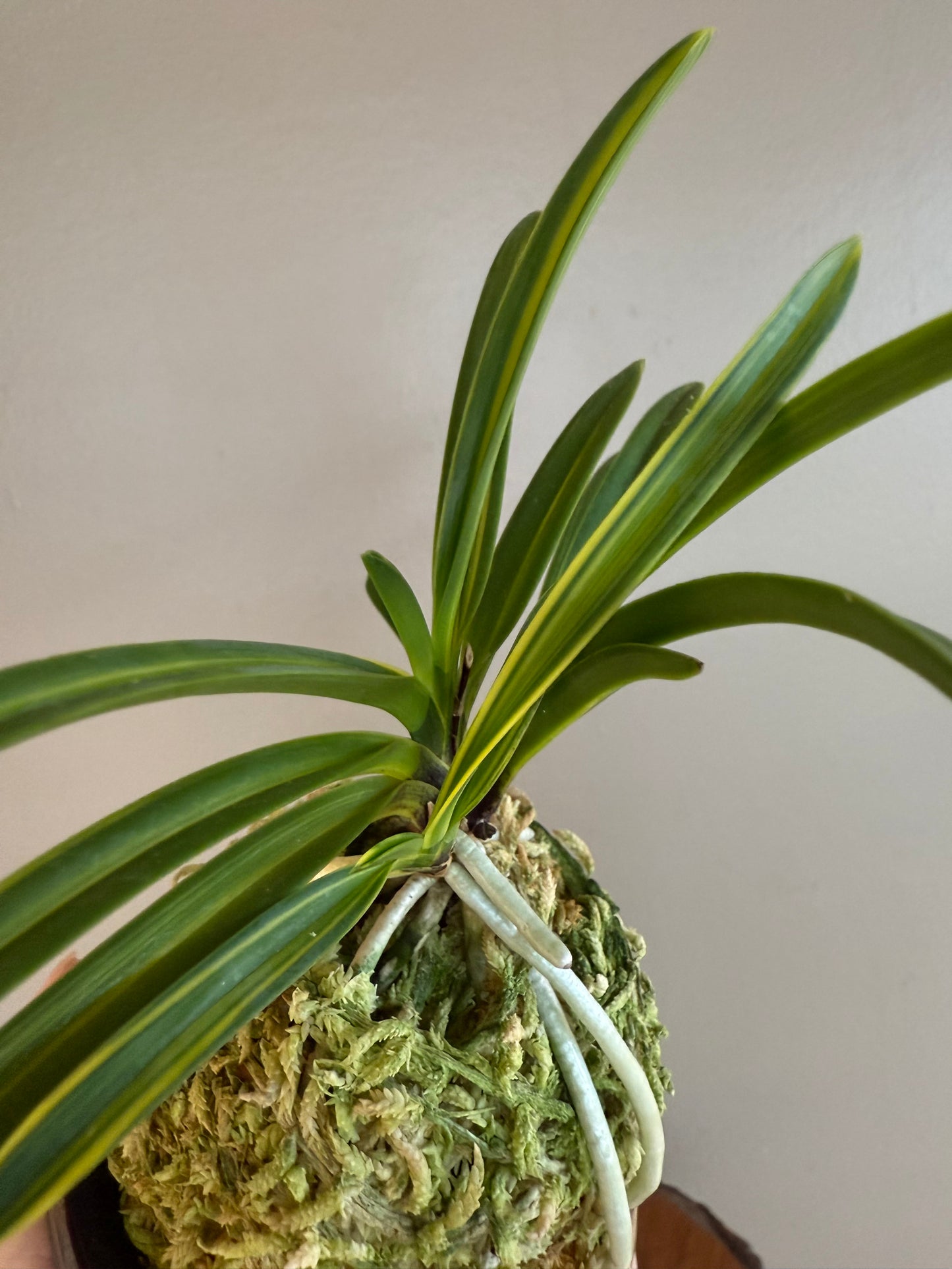 Neofinetia falcata Kinkabuto 金兜