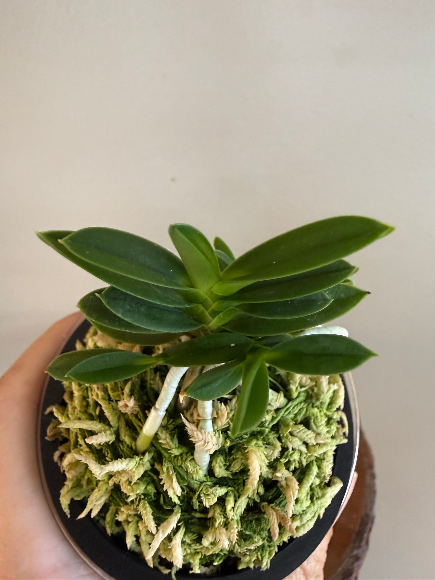 Neofinetia falcata Kirinmaru 麒麟丸