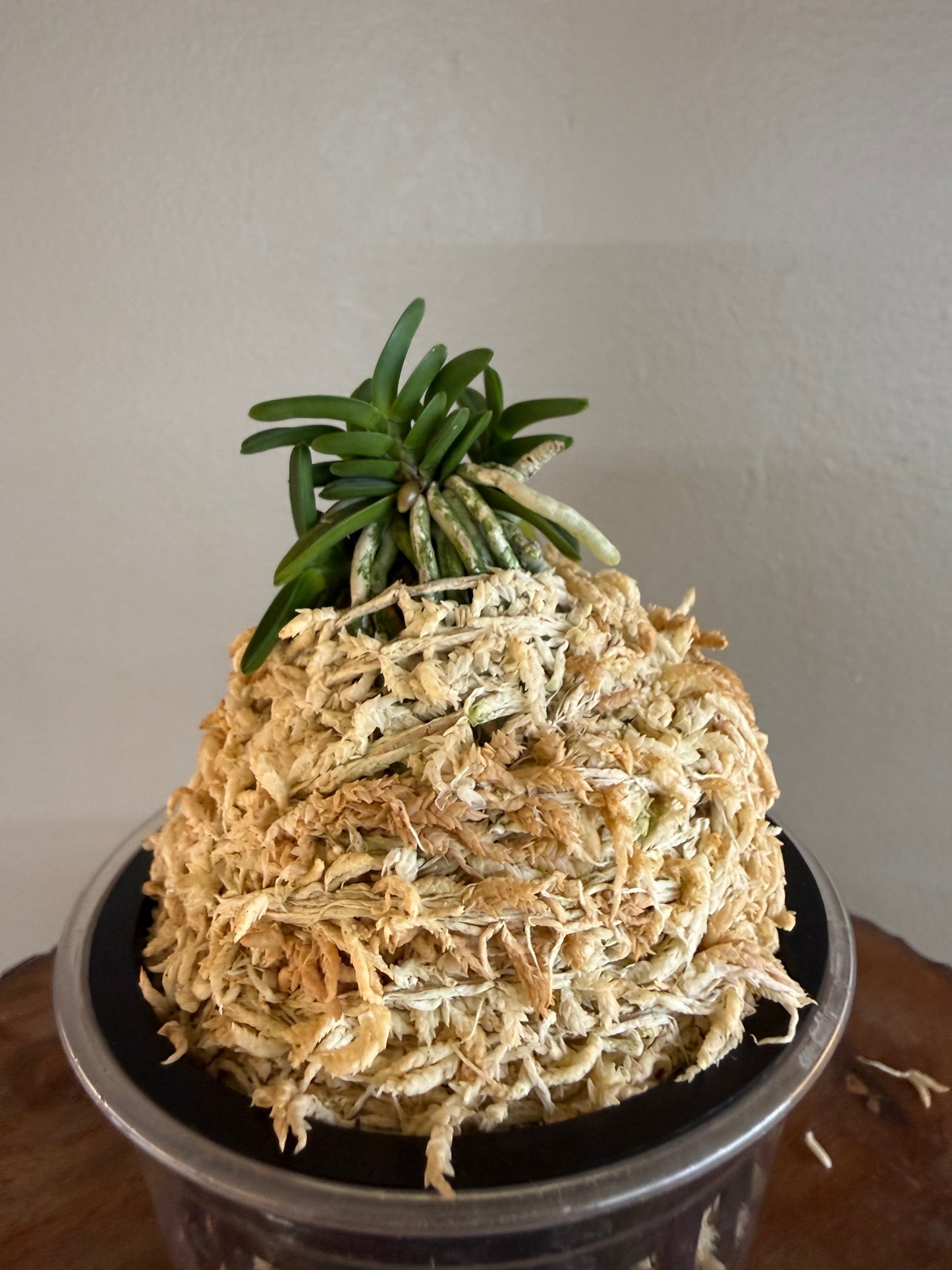 Neofinetia falcata Kuroshinju 黒真珠