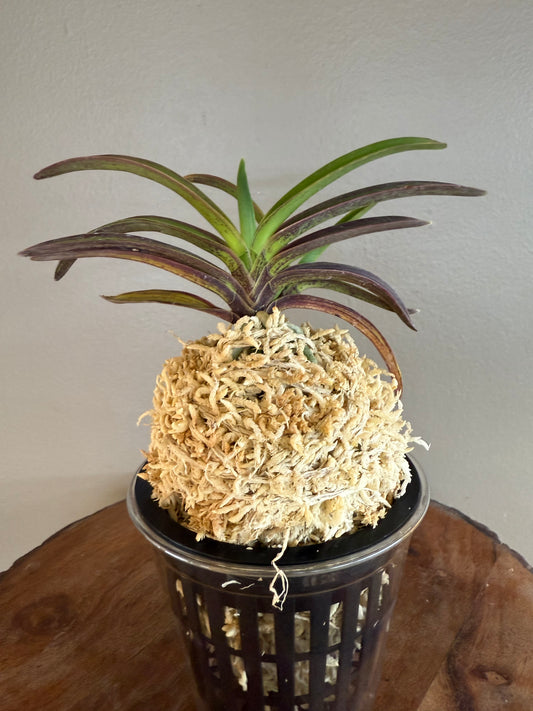 Neofinetia falcata Beniogi 紅扇