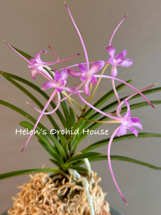 Neofinetia falcata Samwonhong 三元紅