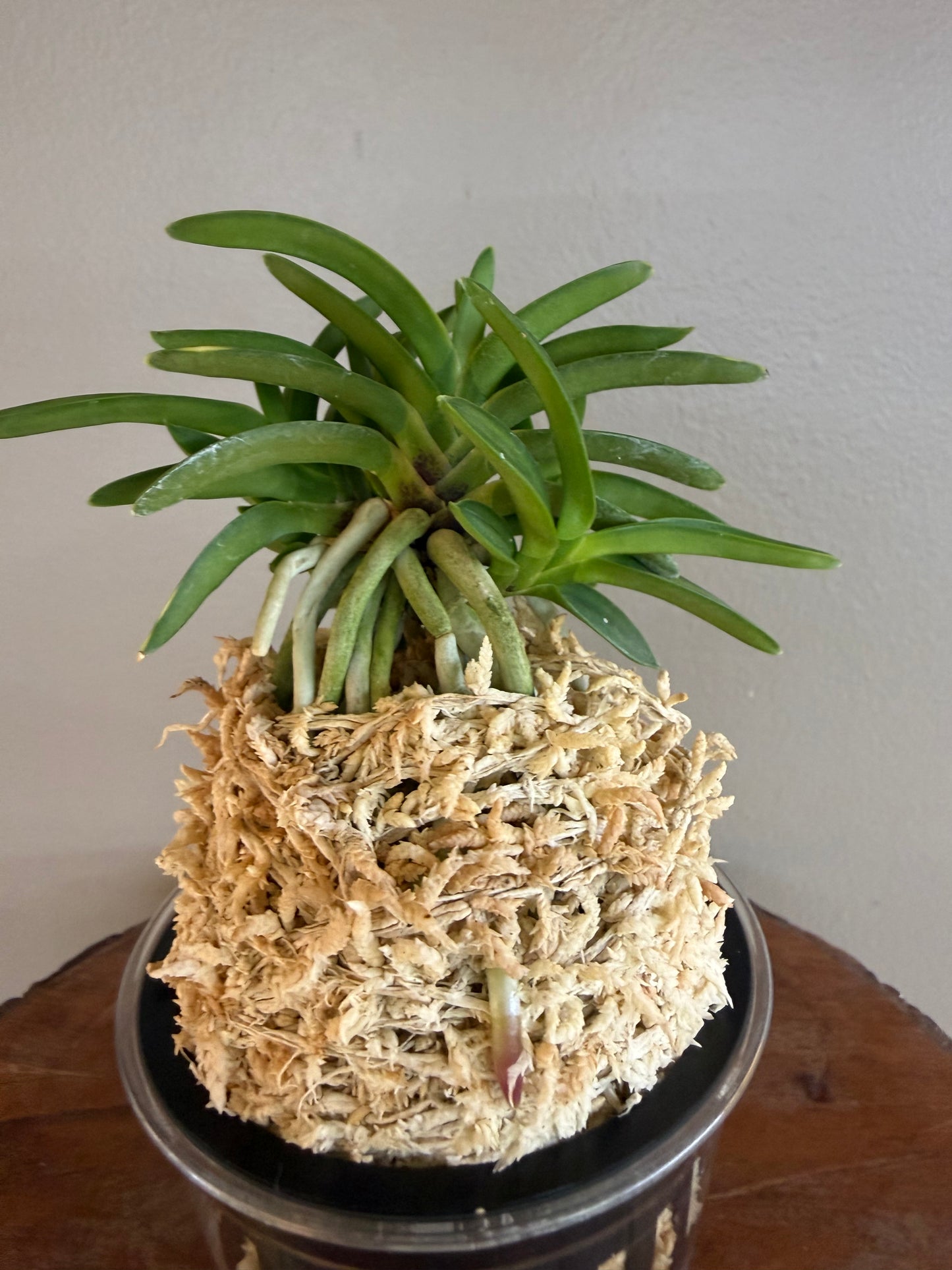 Neofinetia falcata Kinkujaku 金孔雀