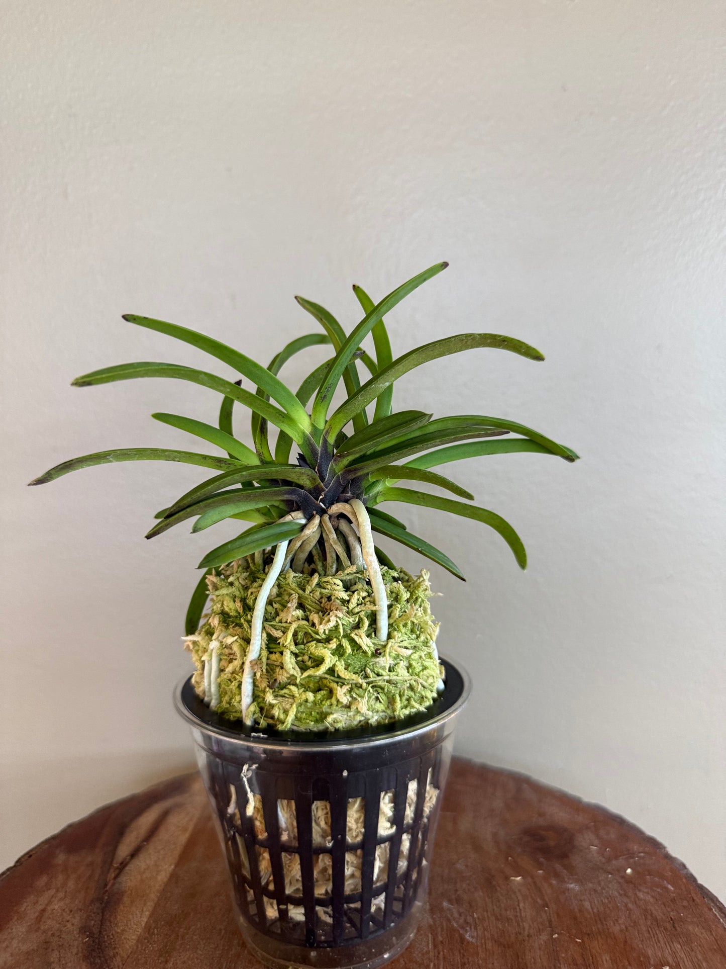 Neofinetia falcata Hong-ya (Honggang*Oushukuume) 紅也