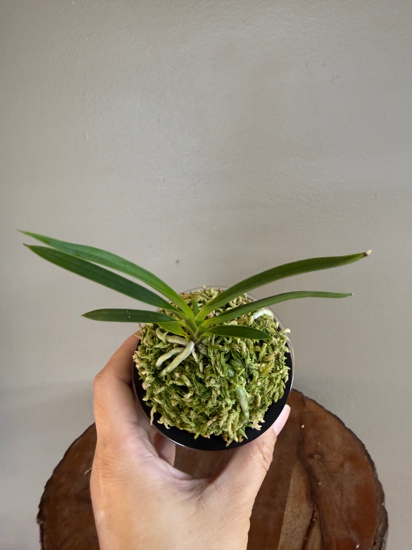 Neofinetia falcata Hongjiyeon 紅池淵