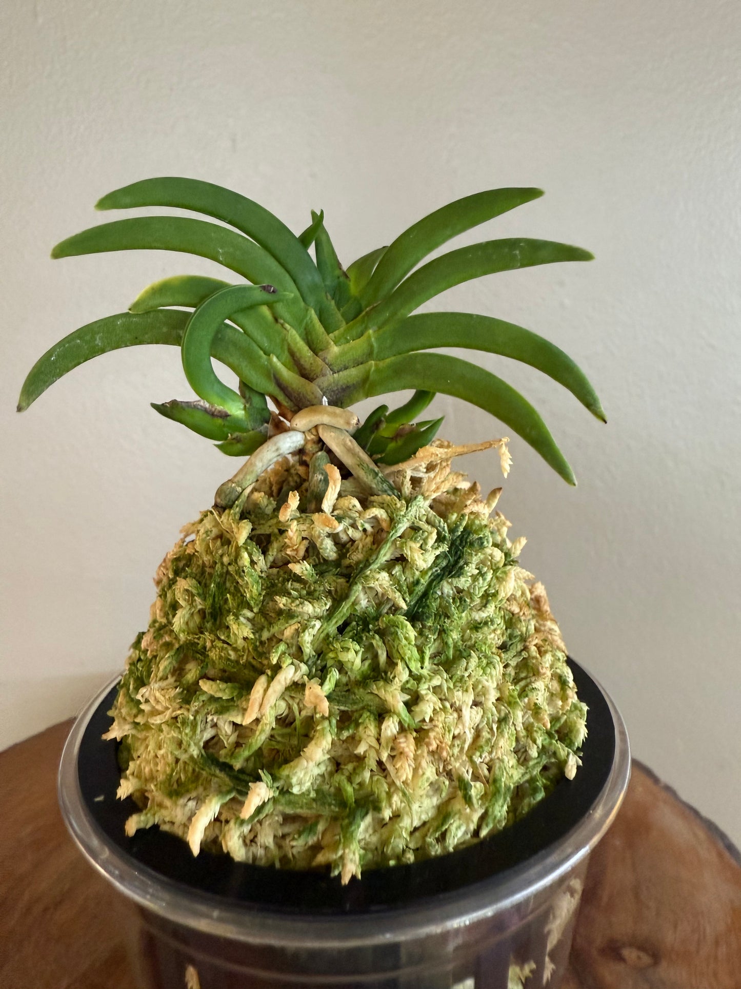 Neofinetia falcata Benkeimaru 弁慶丸