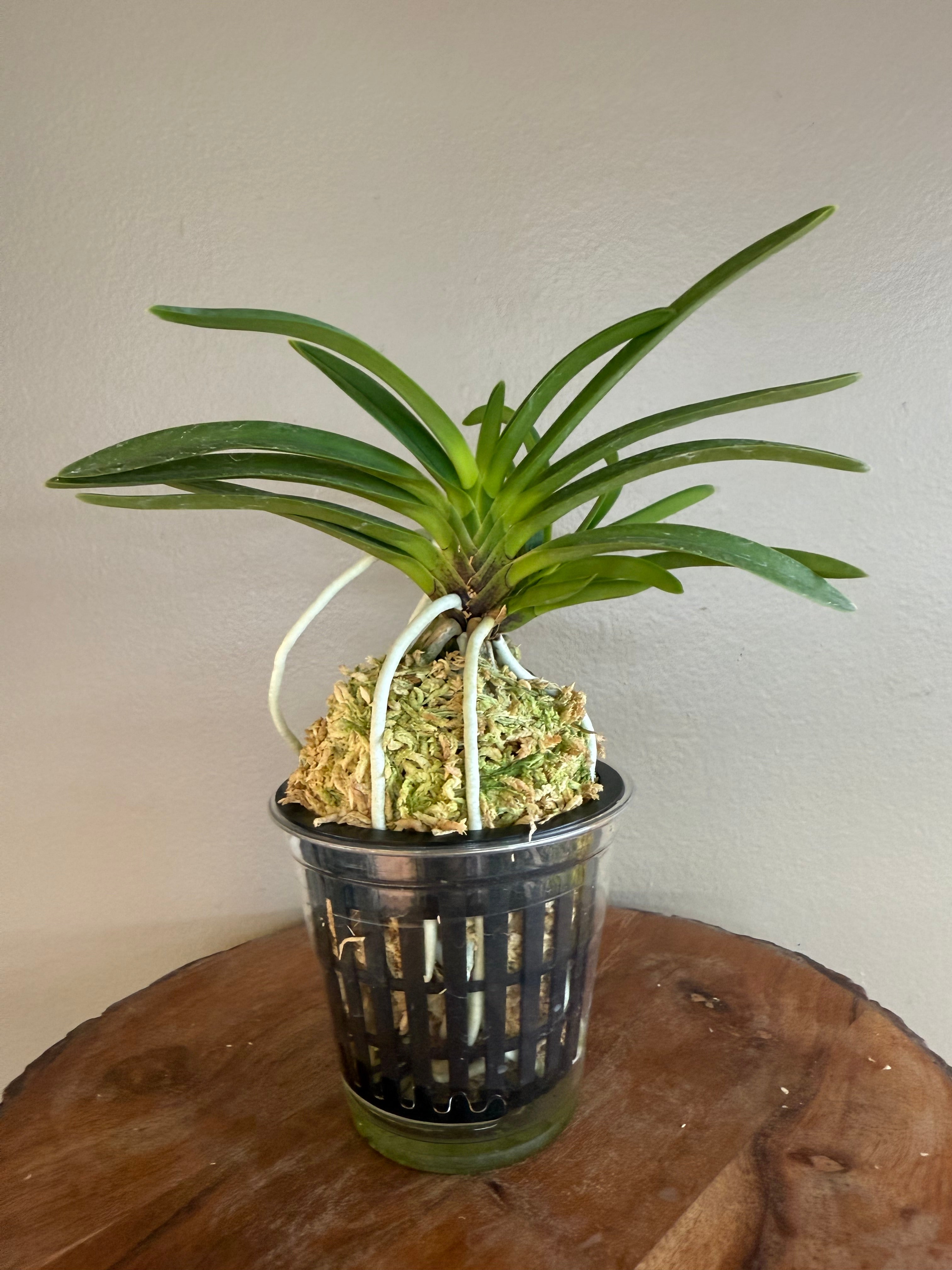 Neofinetia falcata Hanamatsuri 花祭 – Helen's Orchid House