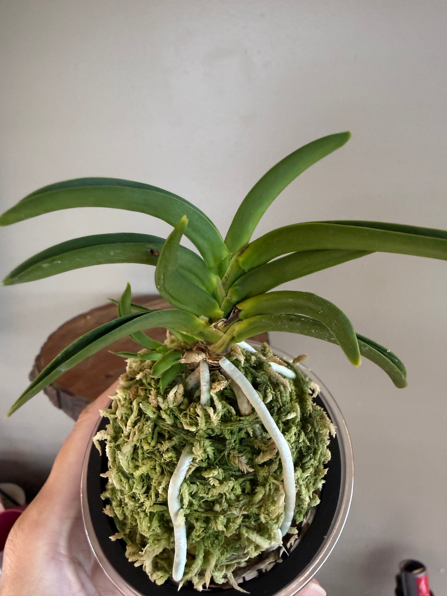 Neofinetia falcata Himiko 卑弥呼