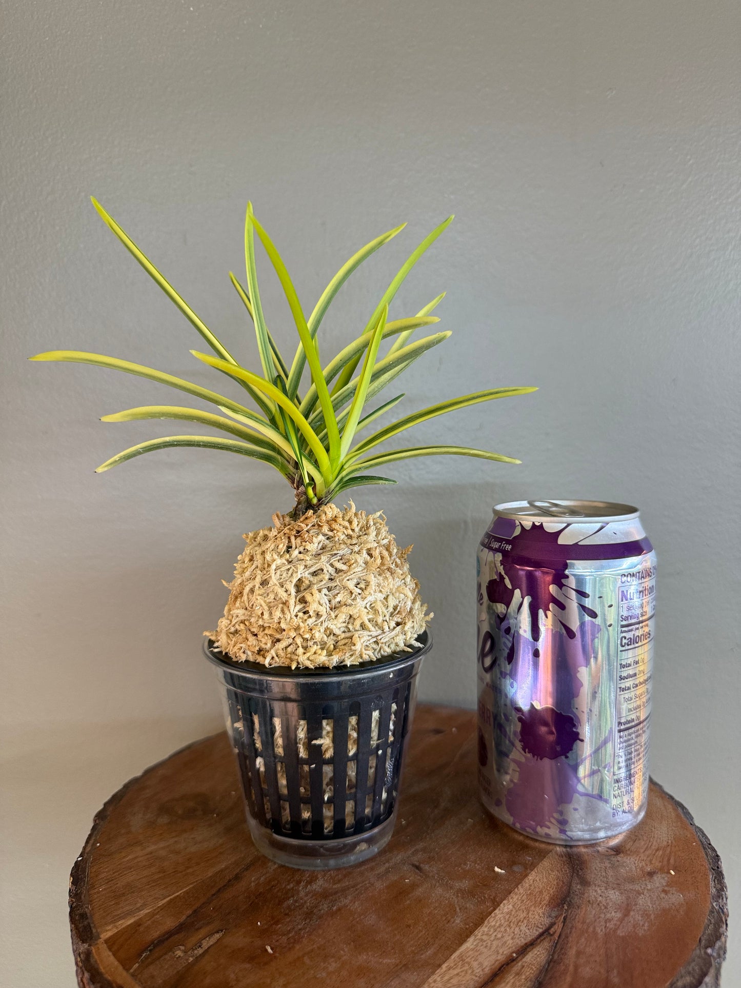 Neofinetia falcata Tenkei Fukurin 天恵覆輪