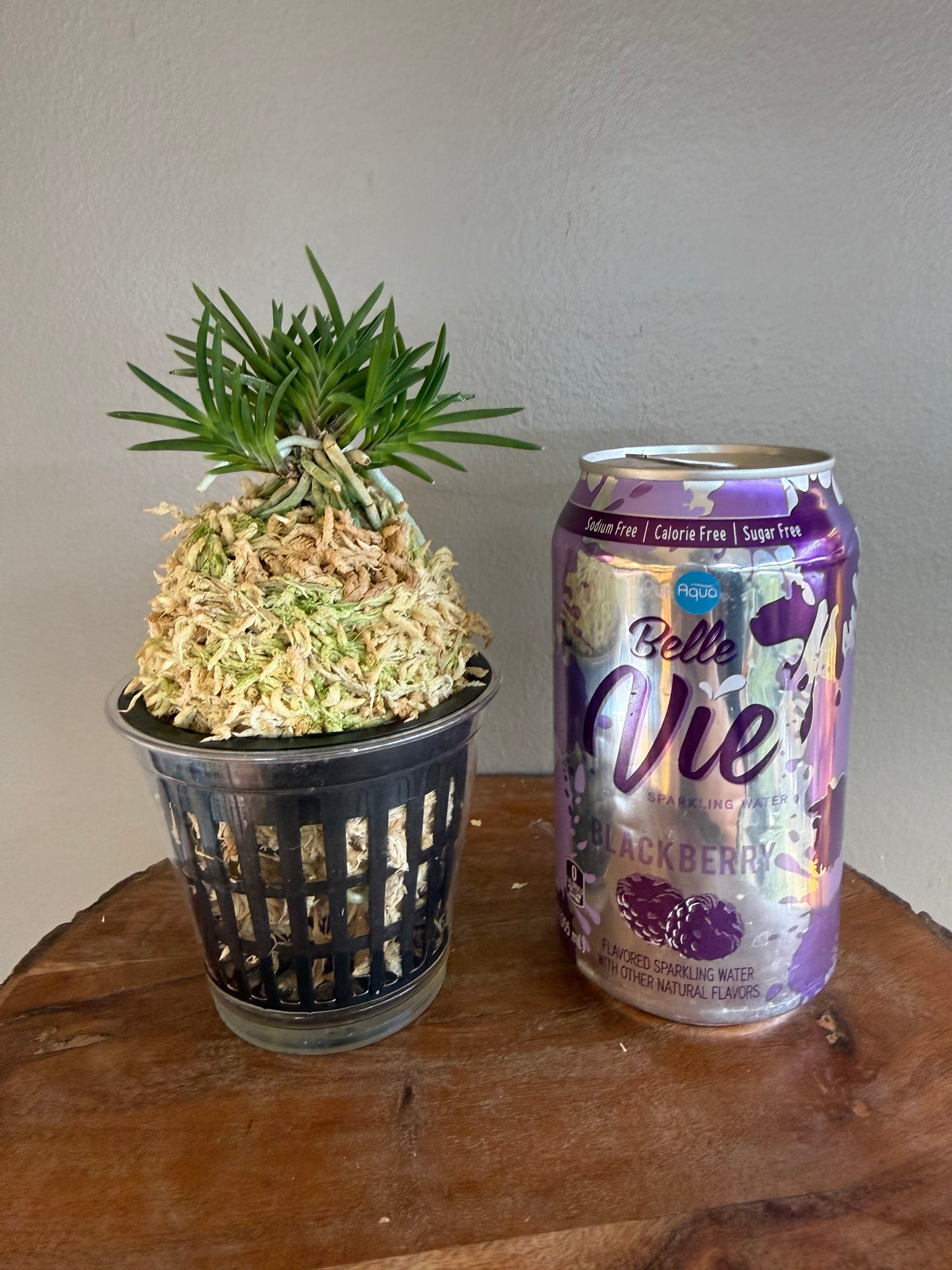 Neofinetia falcata Maiougi 舞扇