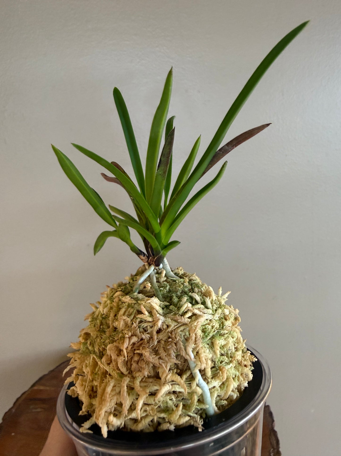 Neofinetia falcata 夕映 Yubae