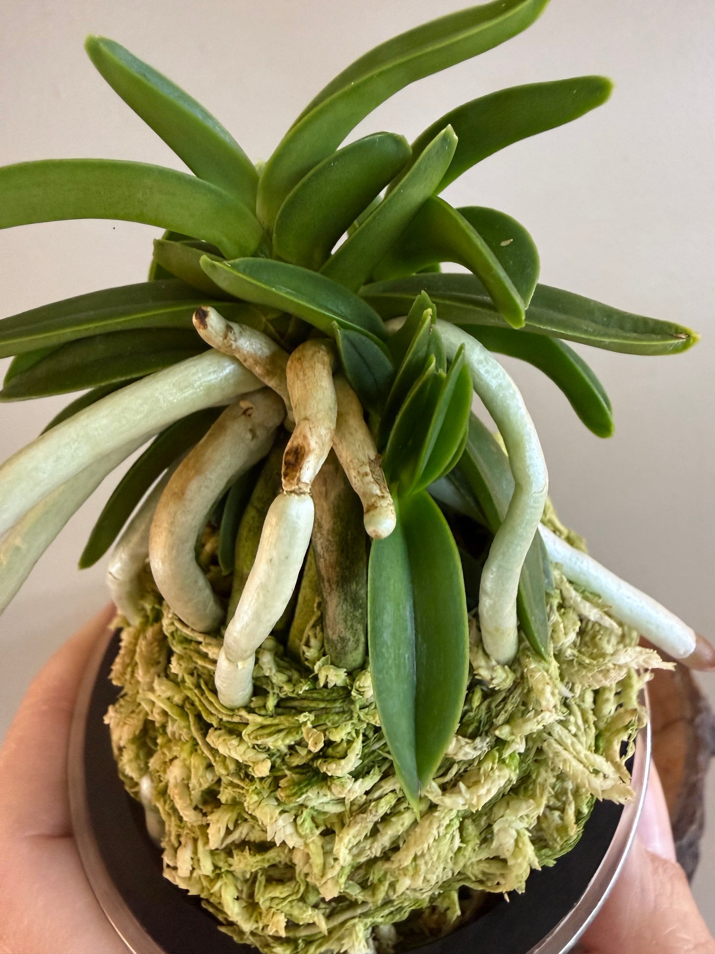 Neofinetia falcata Myeong-Ok 明玉