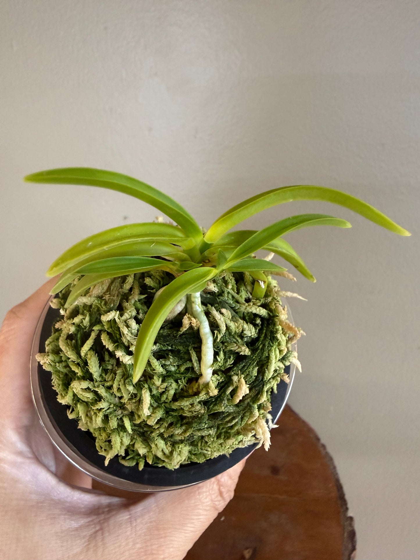 Neofinetia falcata Jomon no Hikari 縄文の光