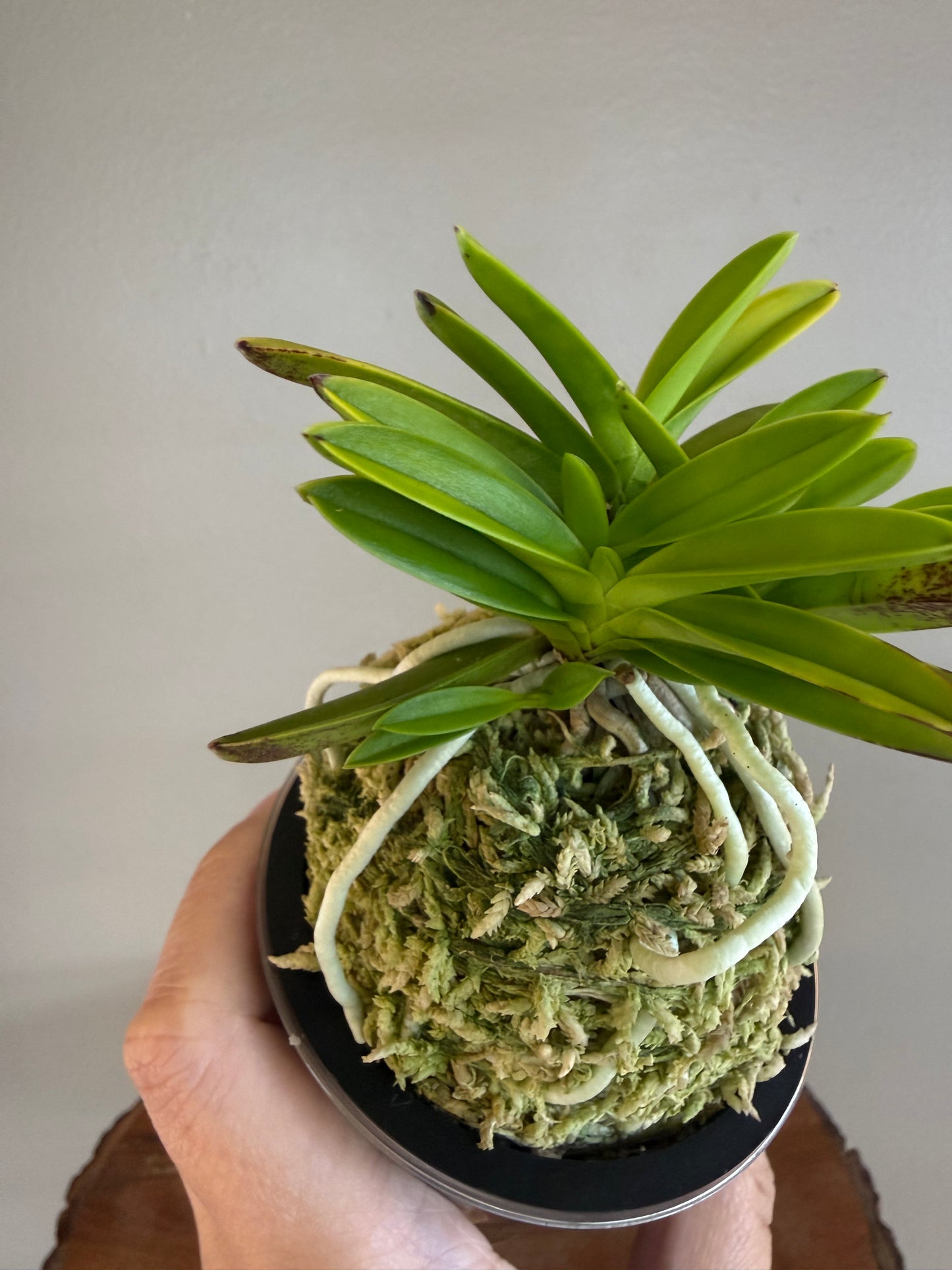 Neofinetia falcata Okjam 玉簪