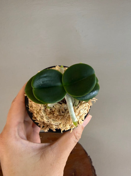 Sedirea japonica Minmaru 明丸