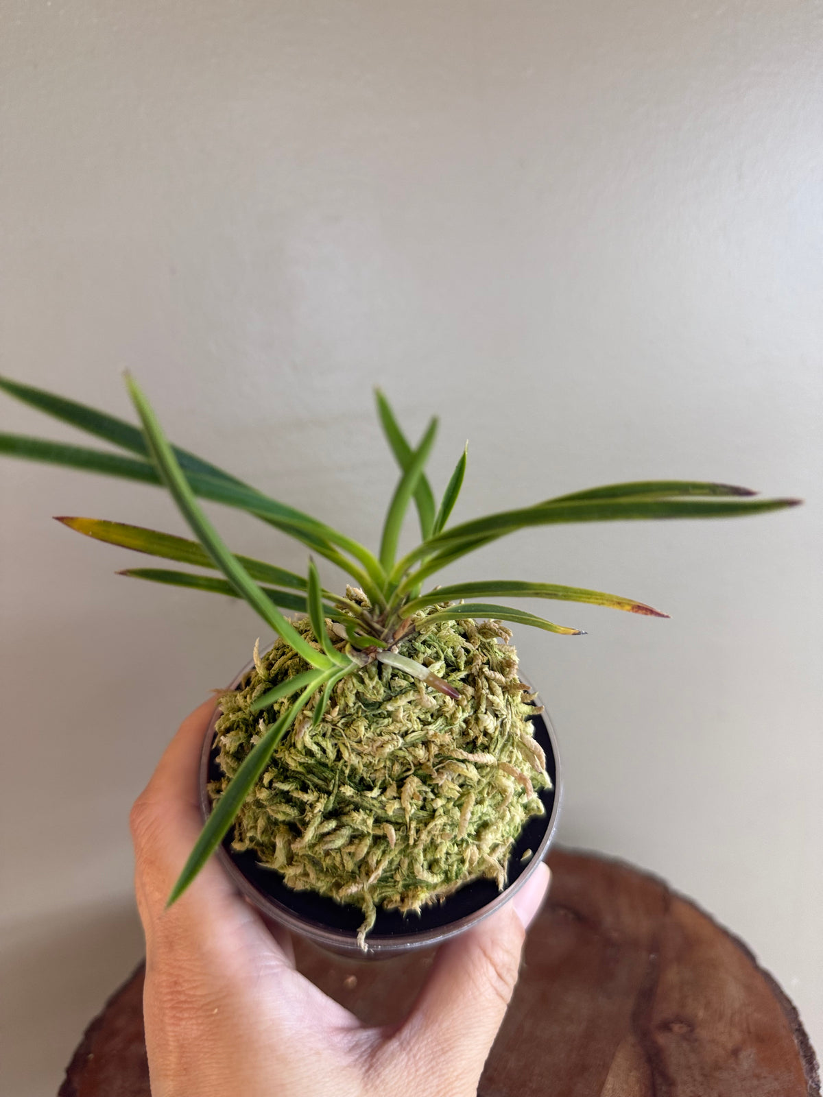 Neofinetia falcata Hanamatoi 花纏
