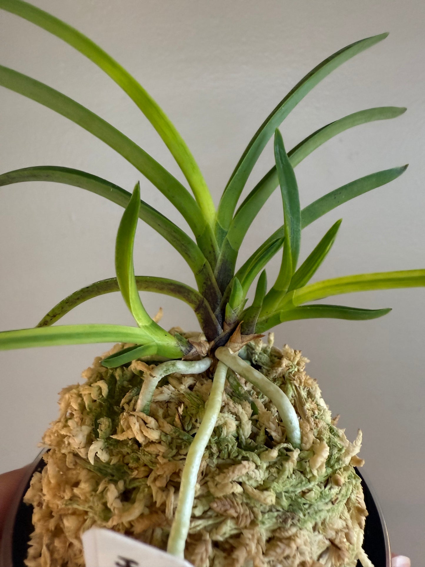 Neofinetia falcata Tenkouden 天晃殿