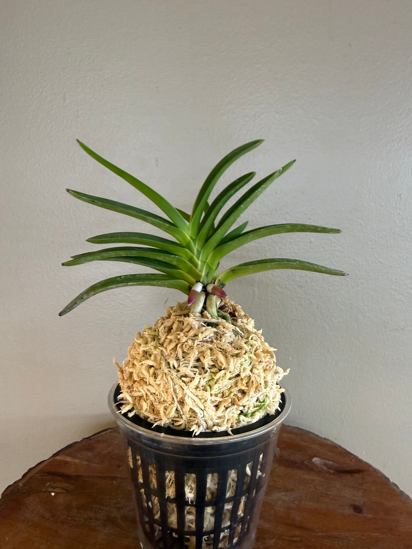 Neofinetia falcata Mangekyo 万華境