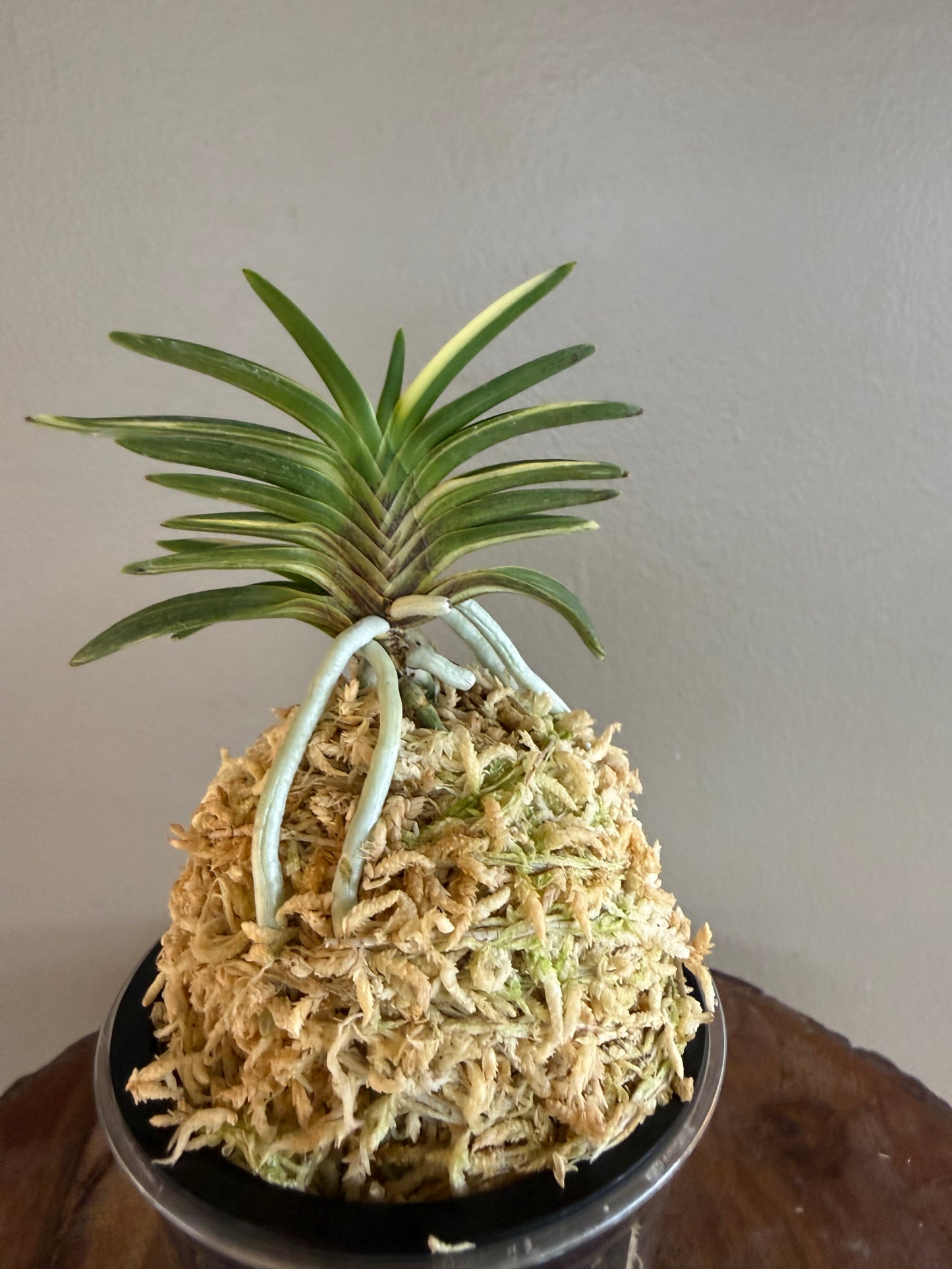 Neofinetia falcata Hakugetsu Tanba 白潔短葉（jp 白龍の舞 Hakuryu no Mai)