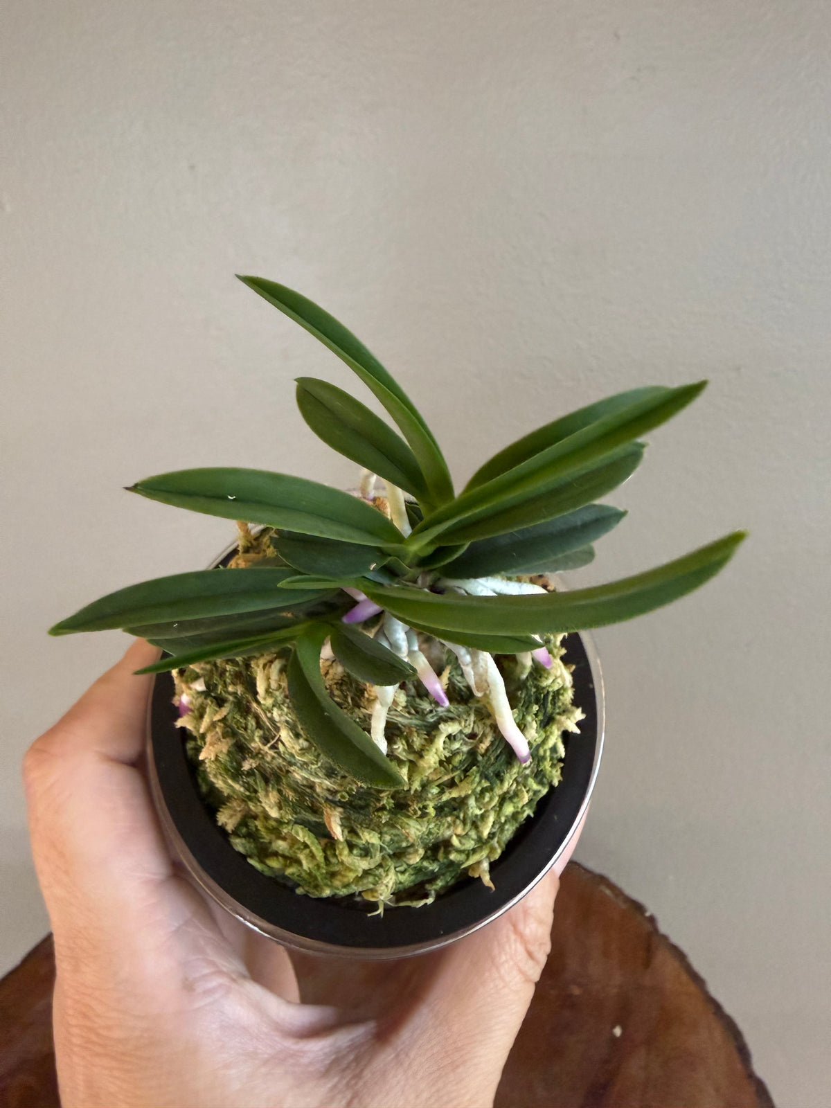 Neofinetia falcata Homeiden 豊明殿