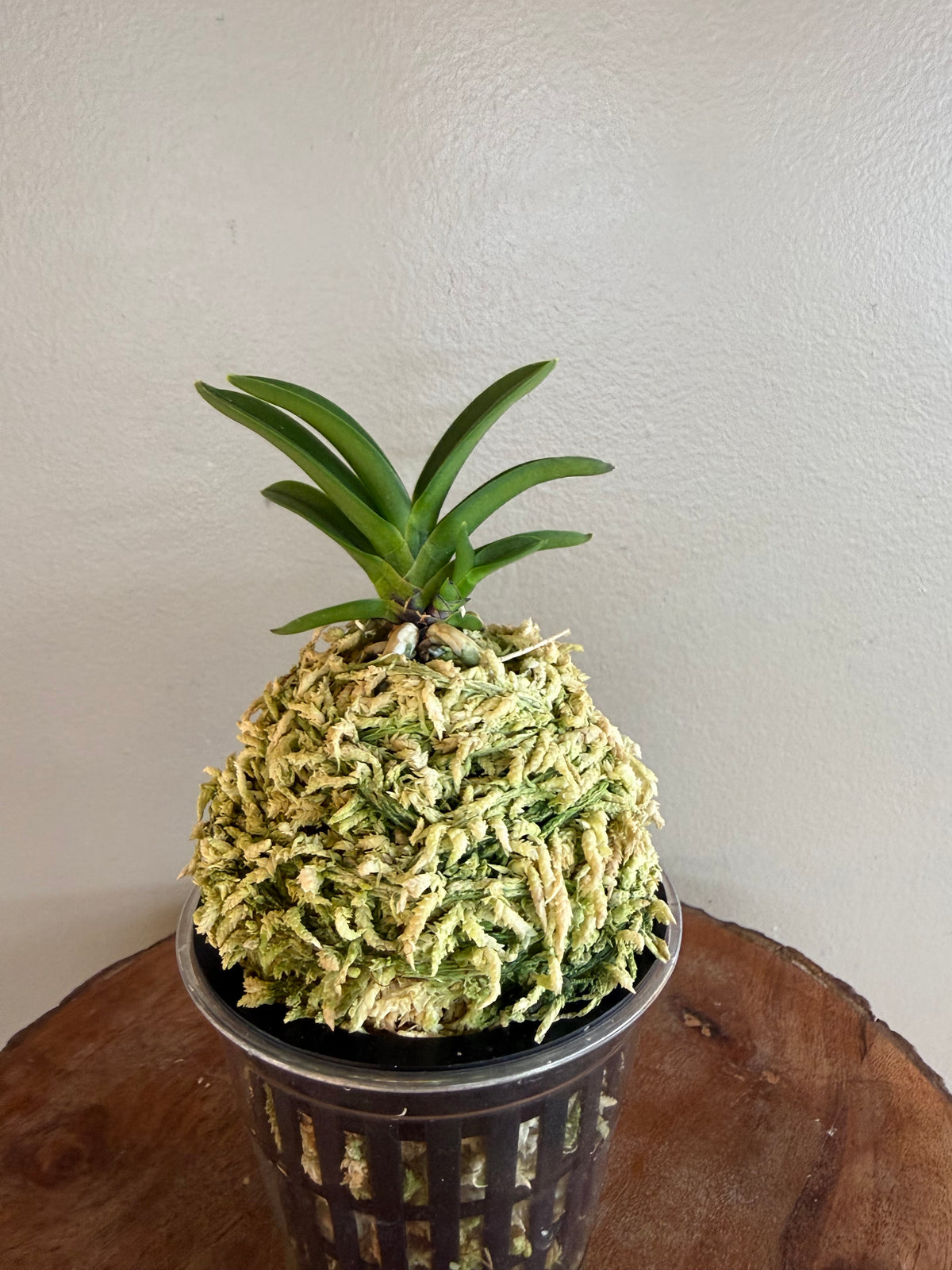 Neofinetia falcata Hong-il 紅日