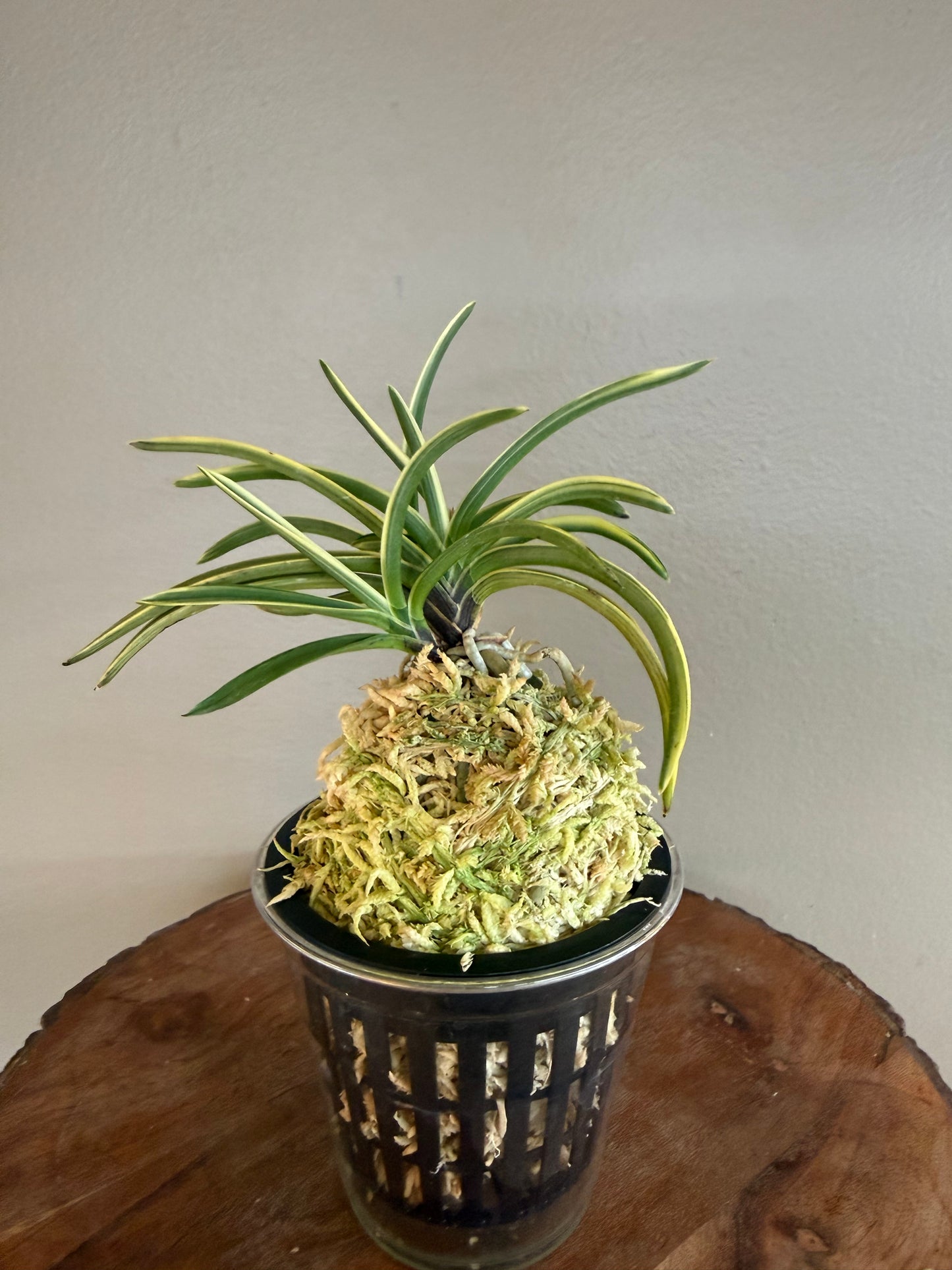 Neofinetia falcata Higashidemiyako 東出都