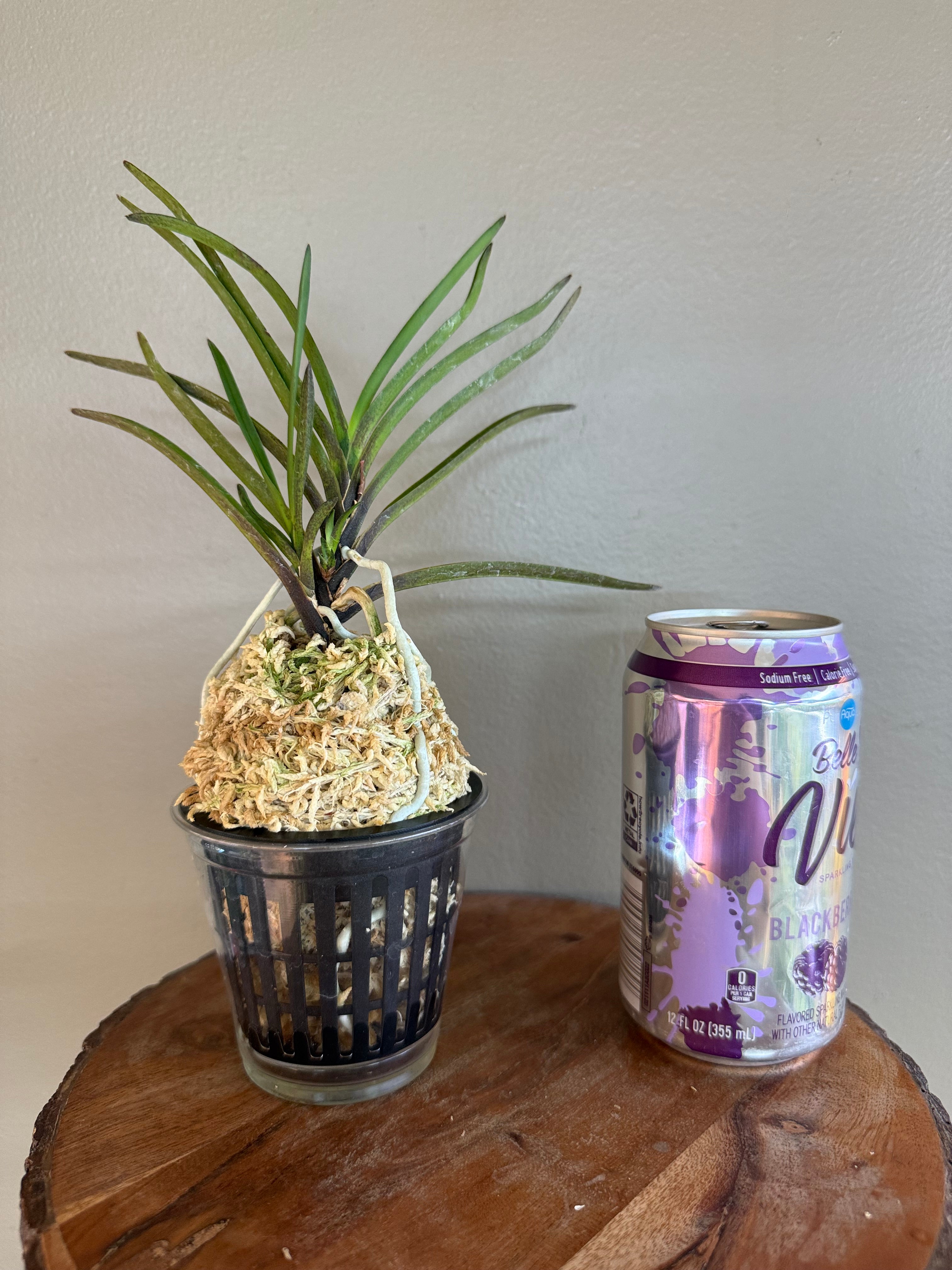 Neofinetia falcata 夕映 Yubae – Helen's Orchid House