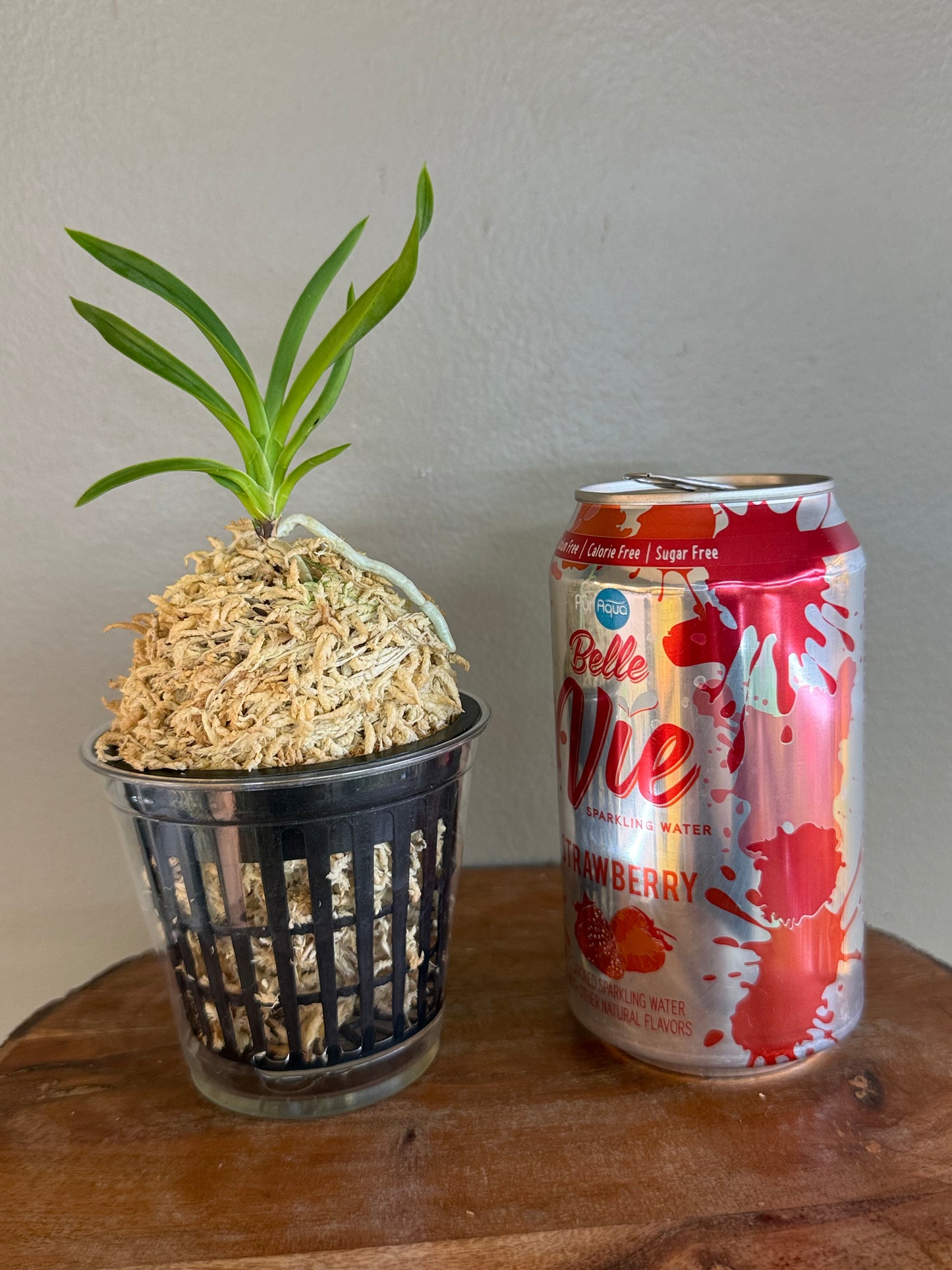 Neofinetia falcata Hwangjiyeon 黃池淵