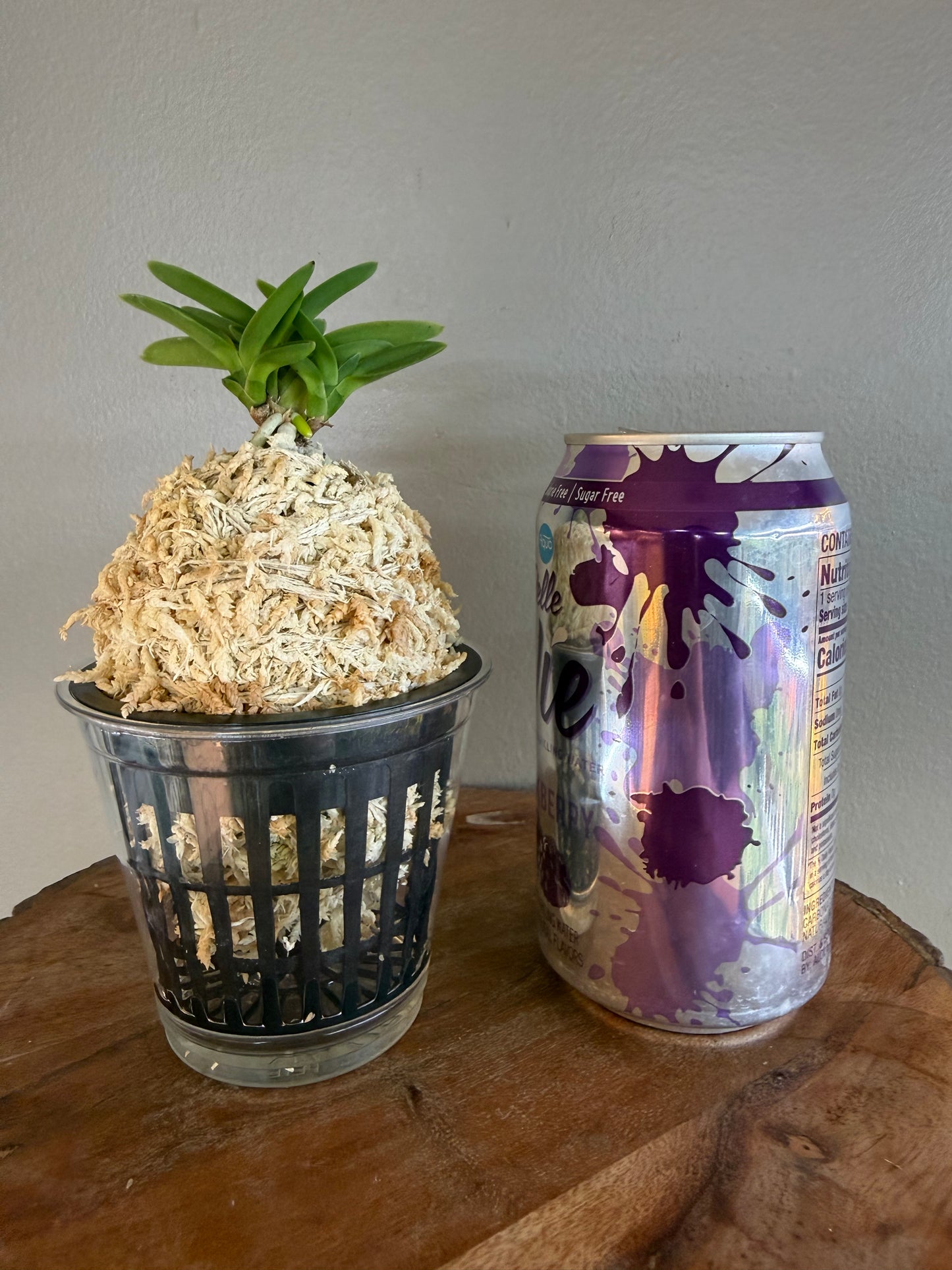 Neofinetia falcata Toyoyamamaru 豐山丸