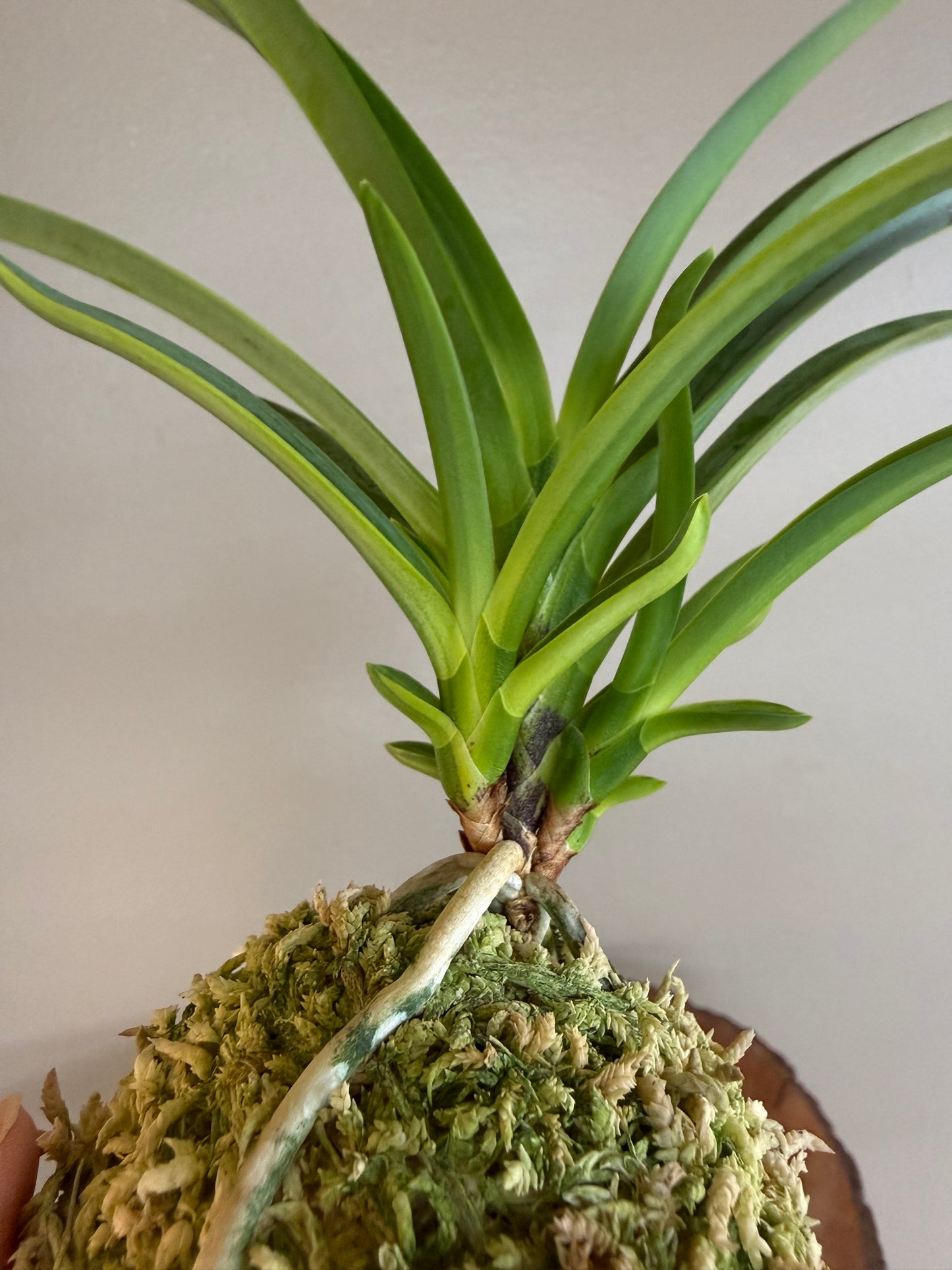 Neofinetia falcata Misukage 御簾影