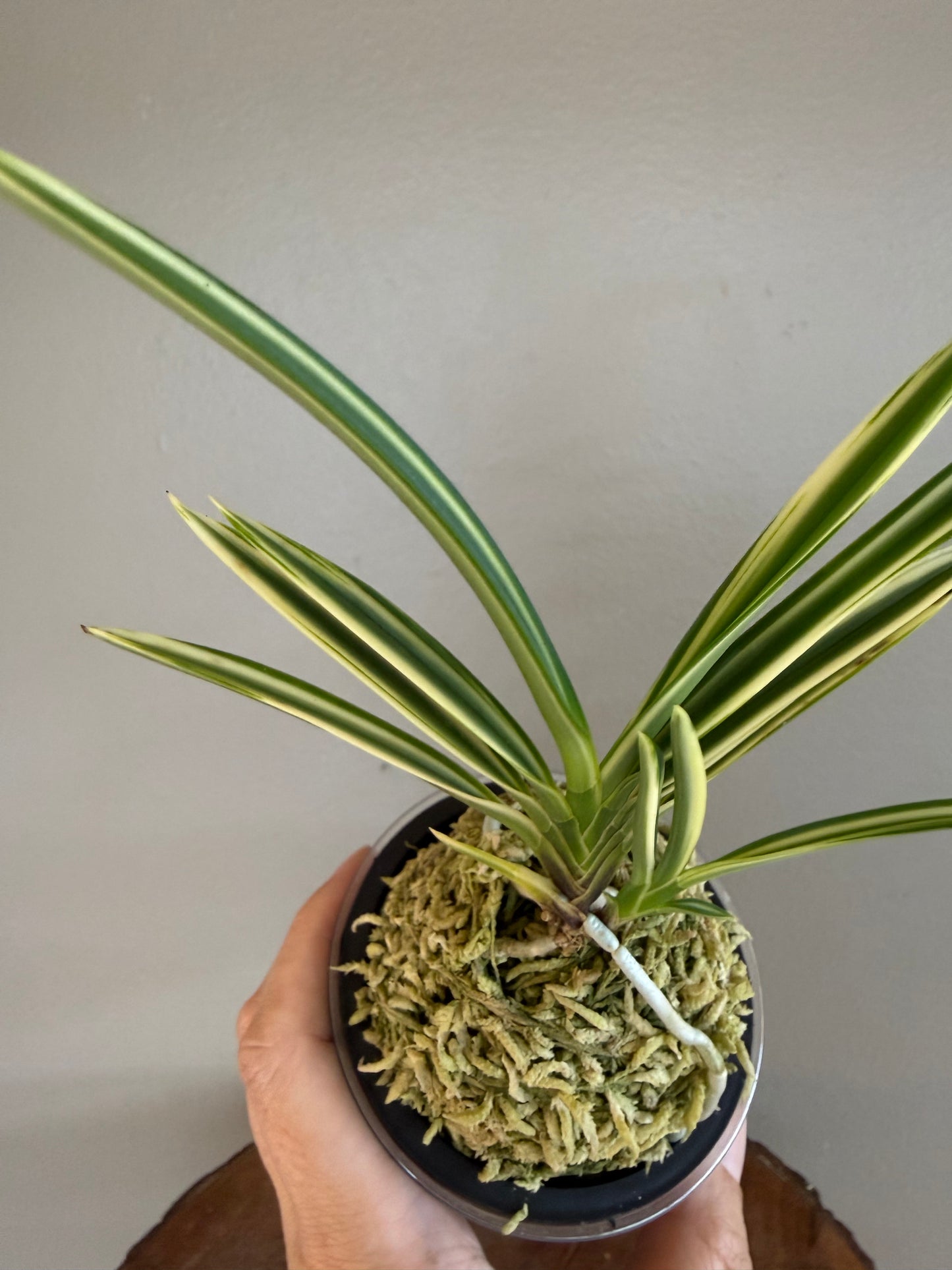 Neofinetia falcata Seoringeum 雪印錦