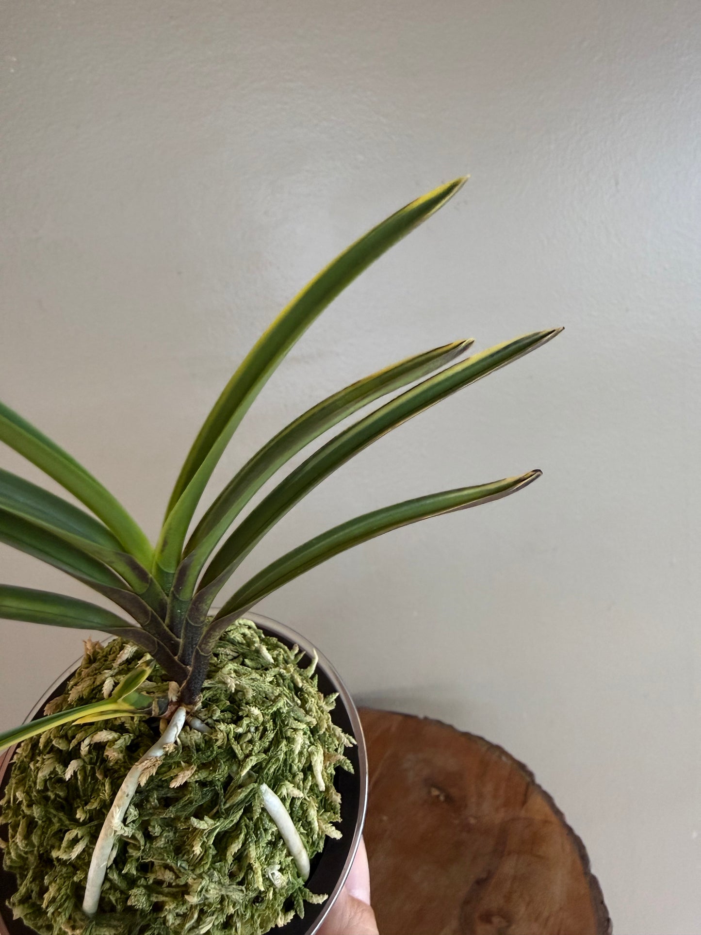 Neofinetia falcata Ouyashima 大八州