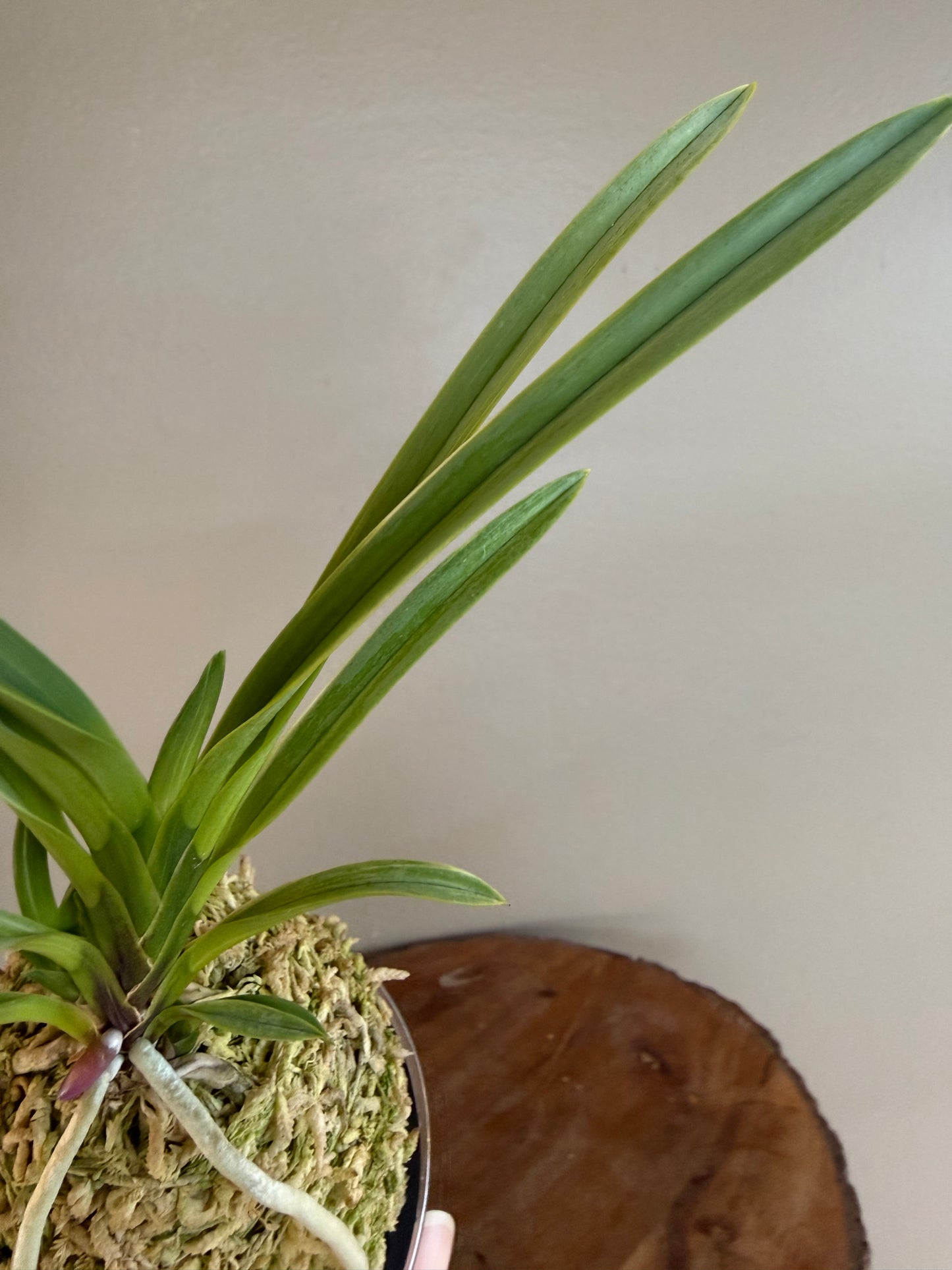 Neofinetia falcata Nishiryonishiki 西凌錦