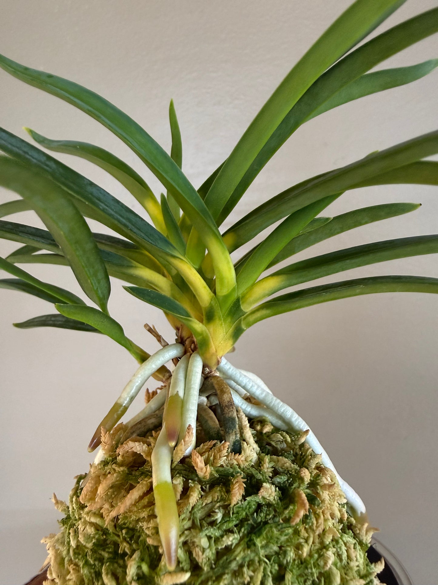 Neofinetia falcata Shinkiro 蜃気楼