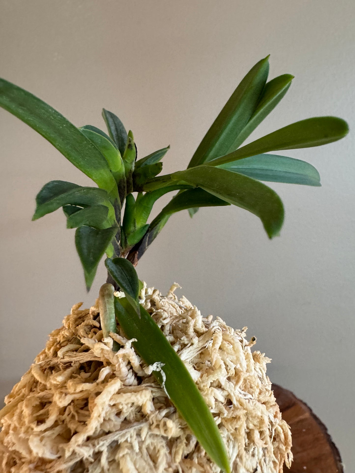 Neofinetia falcata Kutsuwamushi 轡虫